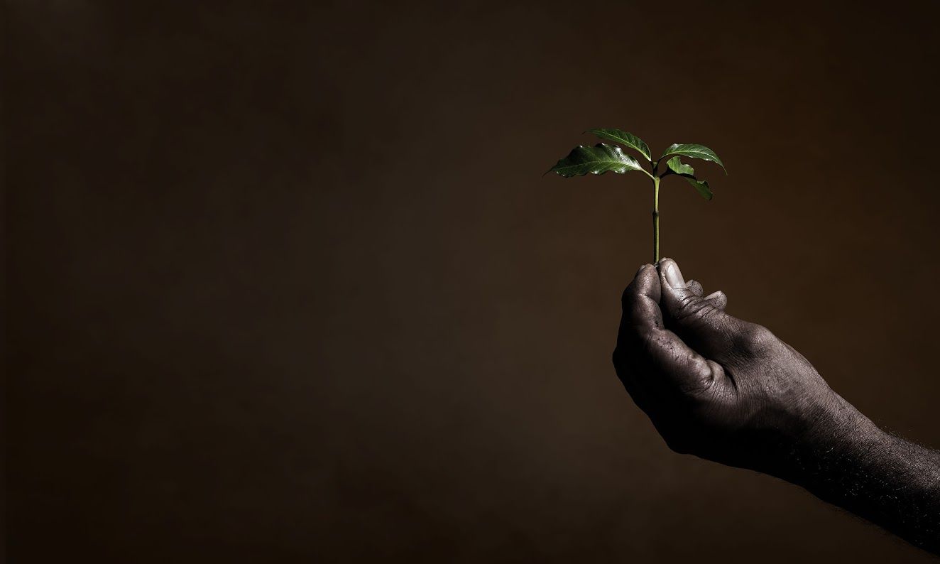 Illycaffè consigue la certificación BCorp