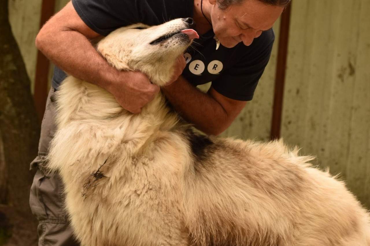 Wolves Legacy y su pienso. ¿Cuál es su historia?