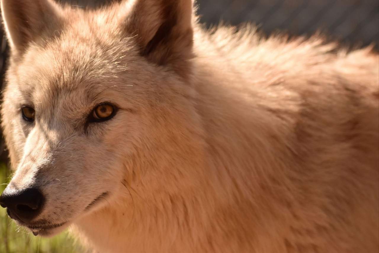 Wolves legacy: mejores opiniones