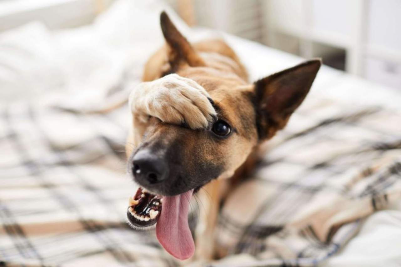Jaulanimal: Así es como se puede escoger una jaula para la mascota de manera eficiente