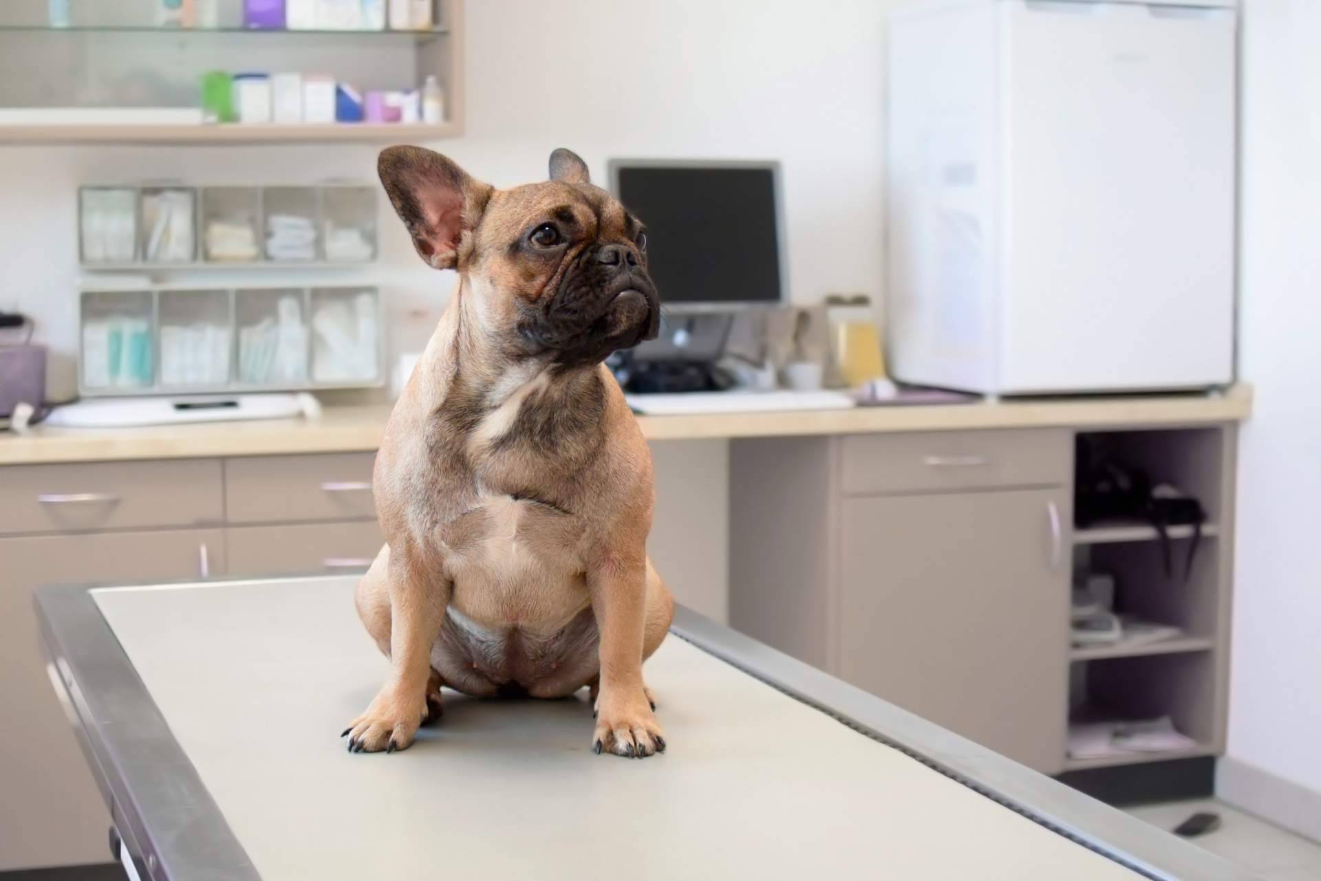 Clínicas veterinarias en Algeciras mejor valoradas: destaca El Estrecho Clínica Veterinaria