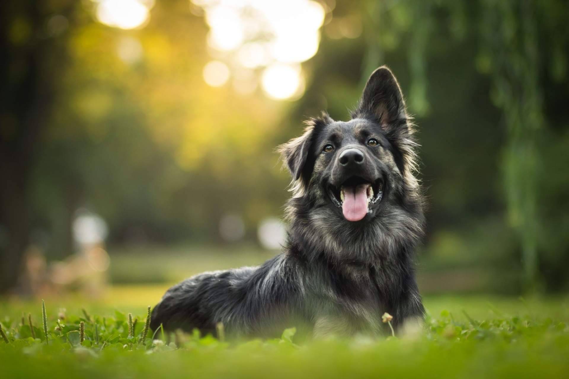 La ozonoterapia en animales se consolida como una técnica eficaz para el tratamiento de ciertas patologías por la clínica veterinaria El Estrecho