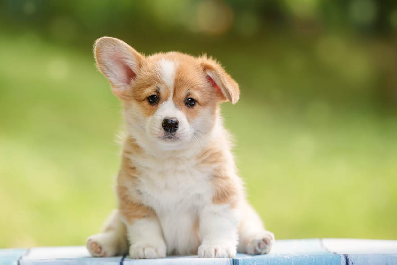 Adiestrador de perros en Zaragoza: Factor Amigo