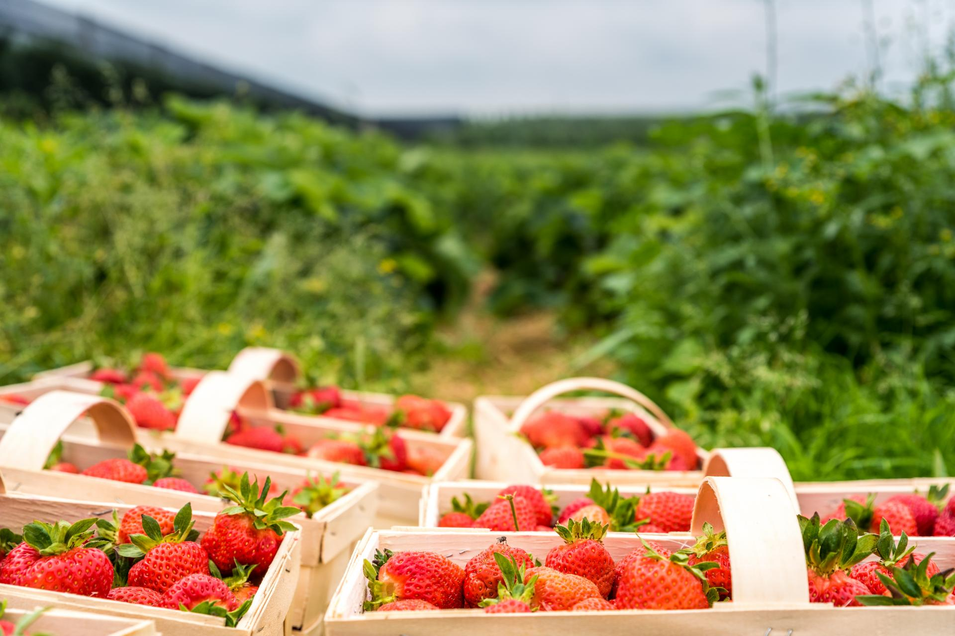 EcoSarga es la empresa que permite obtener verdura directamente del agricultor