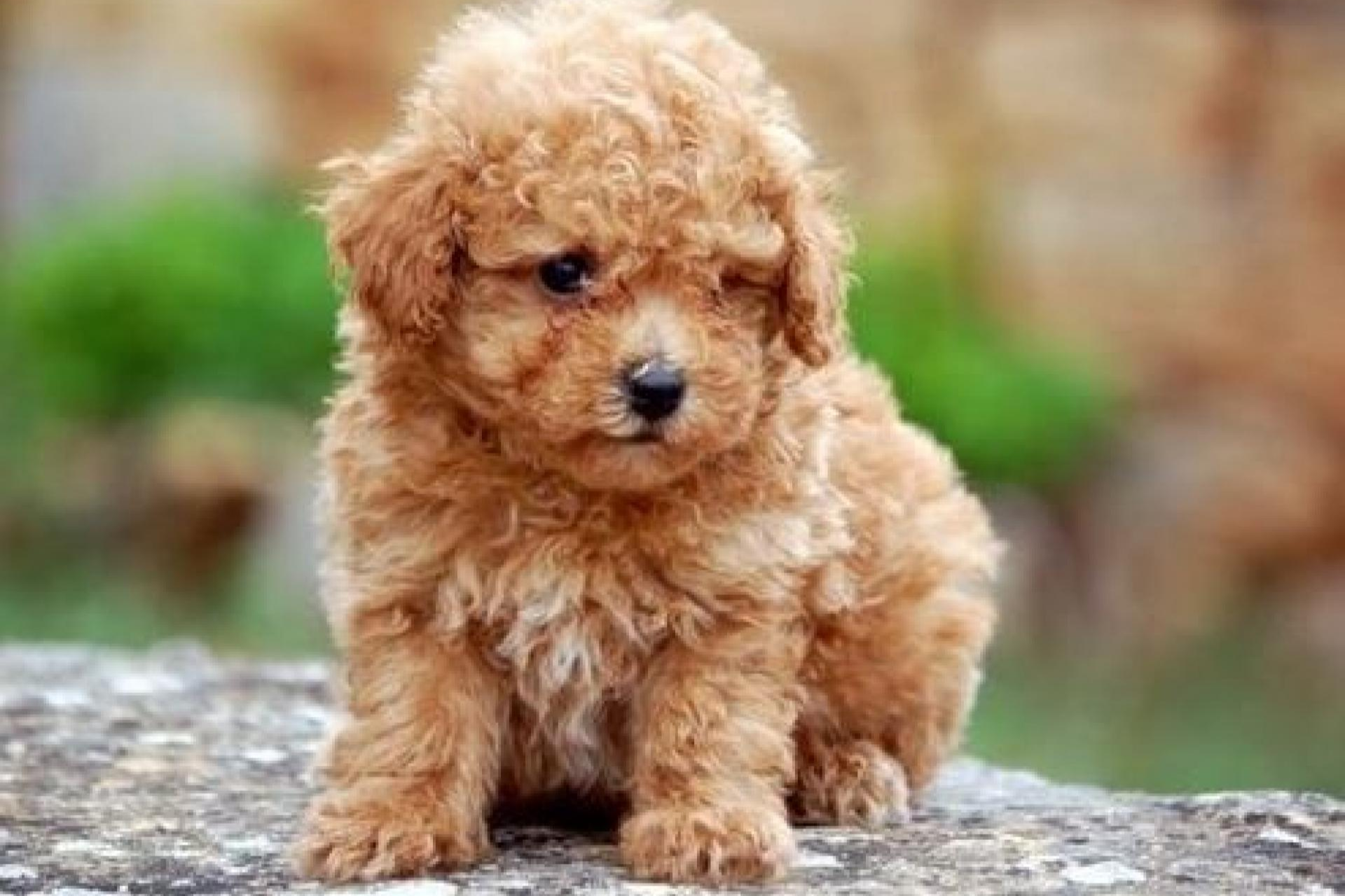 La Tienda Cachorro es experta en la venta de cachorros de núcleo zoológico con una gran calidad en el servicio