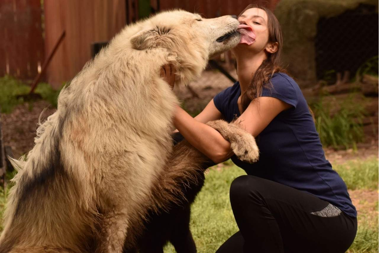 Wolves Legacy pienso, alimento de alta gama para perros