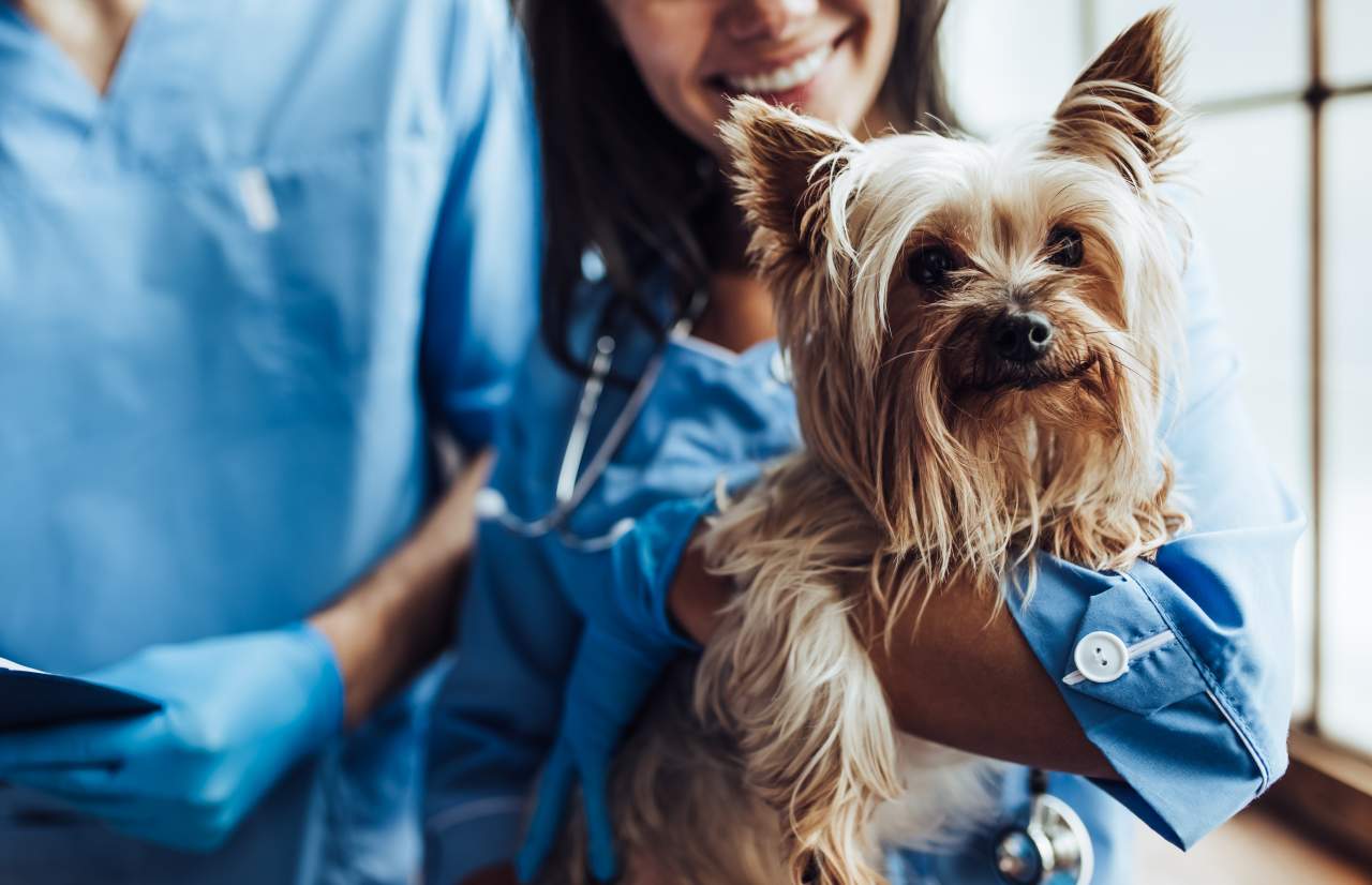 ¿En qué consiste la ozonoterapia?, por Clínica Veterinaria El Estrecho