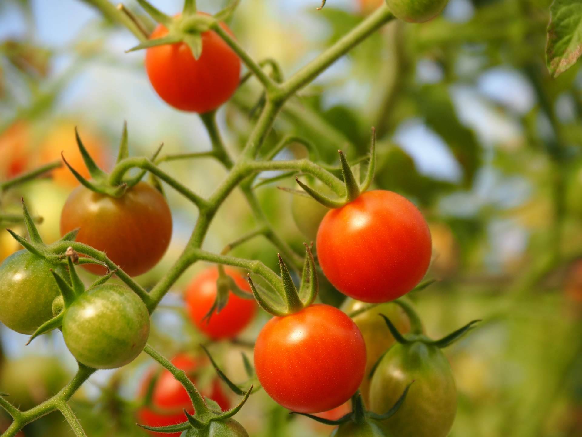 ¿Cuáles son las propiedades del tomate ecológico?: EcoSarga