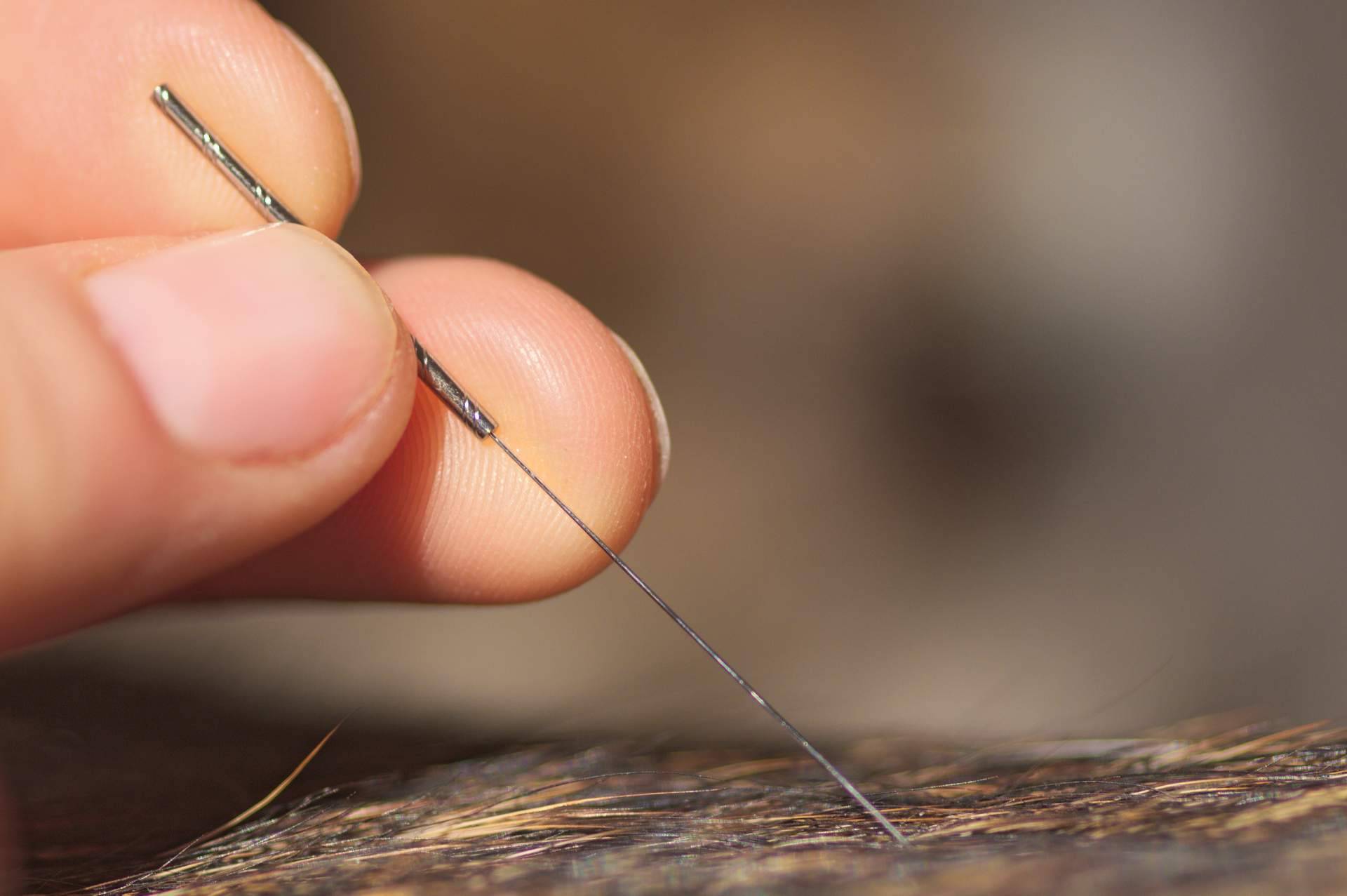 Los beneficios de la acupuntura veterinaria a domicilio de Kikai