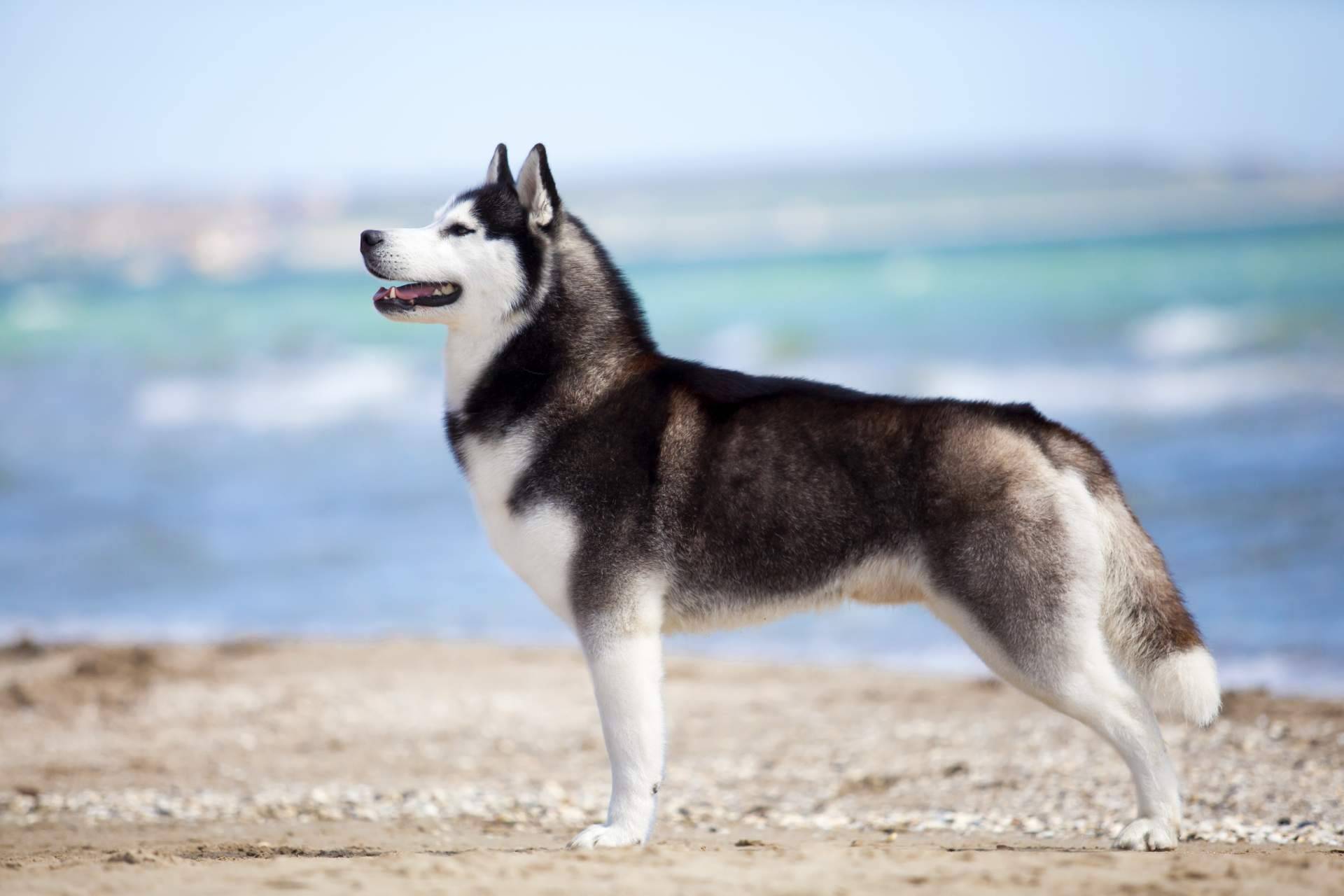 ¿Qué come realmente un perro o un lobo? Wolves Legacy