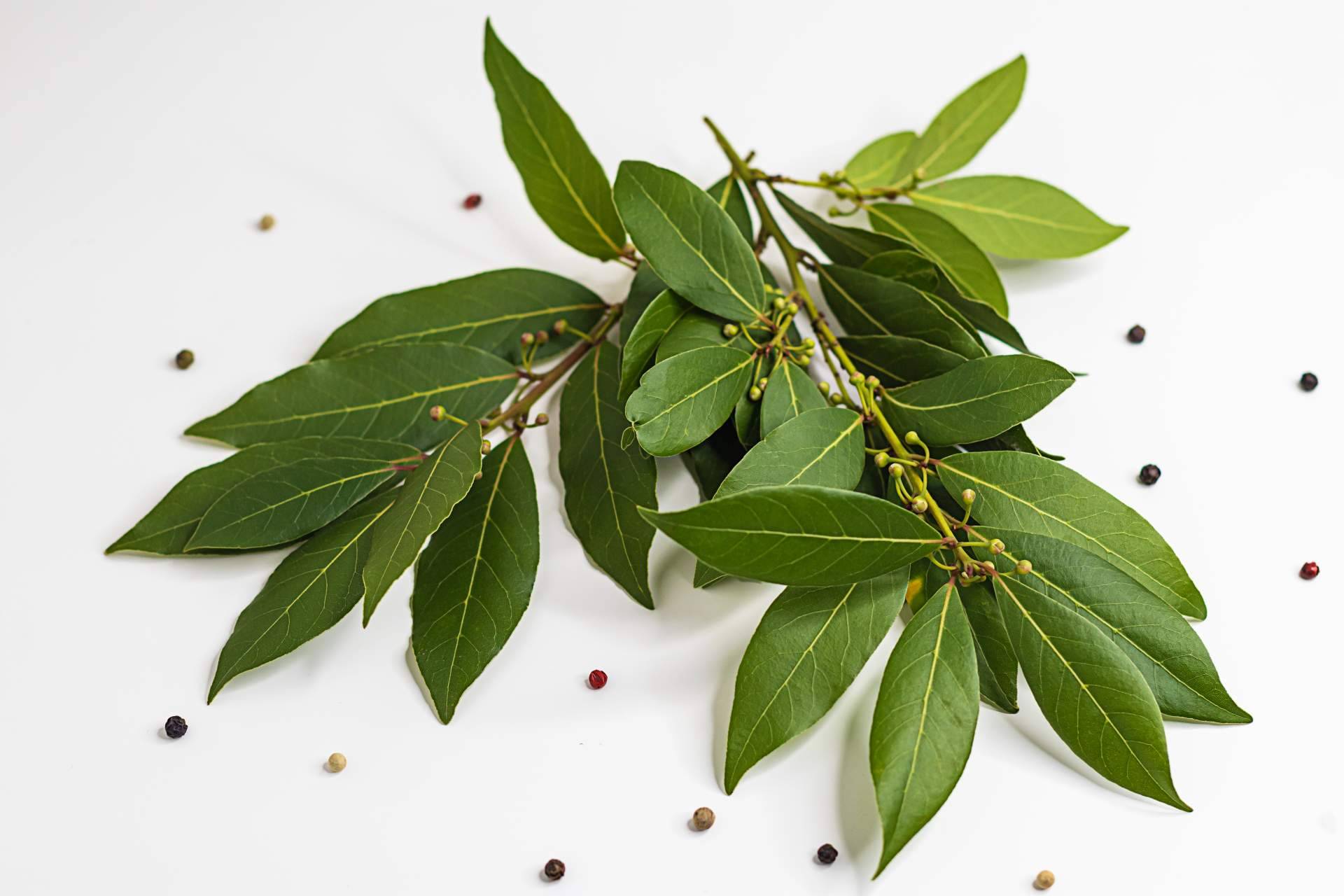 El cardamomo y el laurel aportan una gran cantidad de beneficios: Enubien