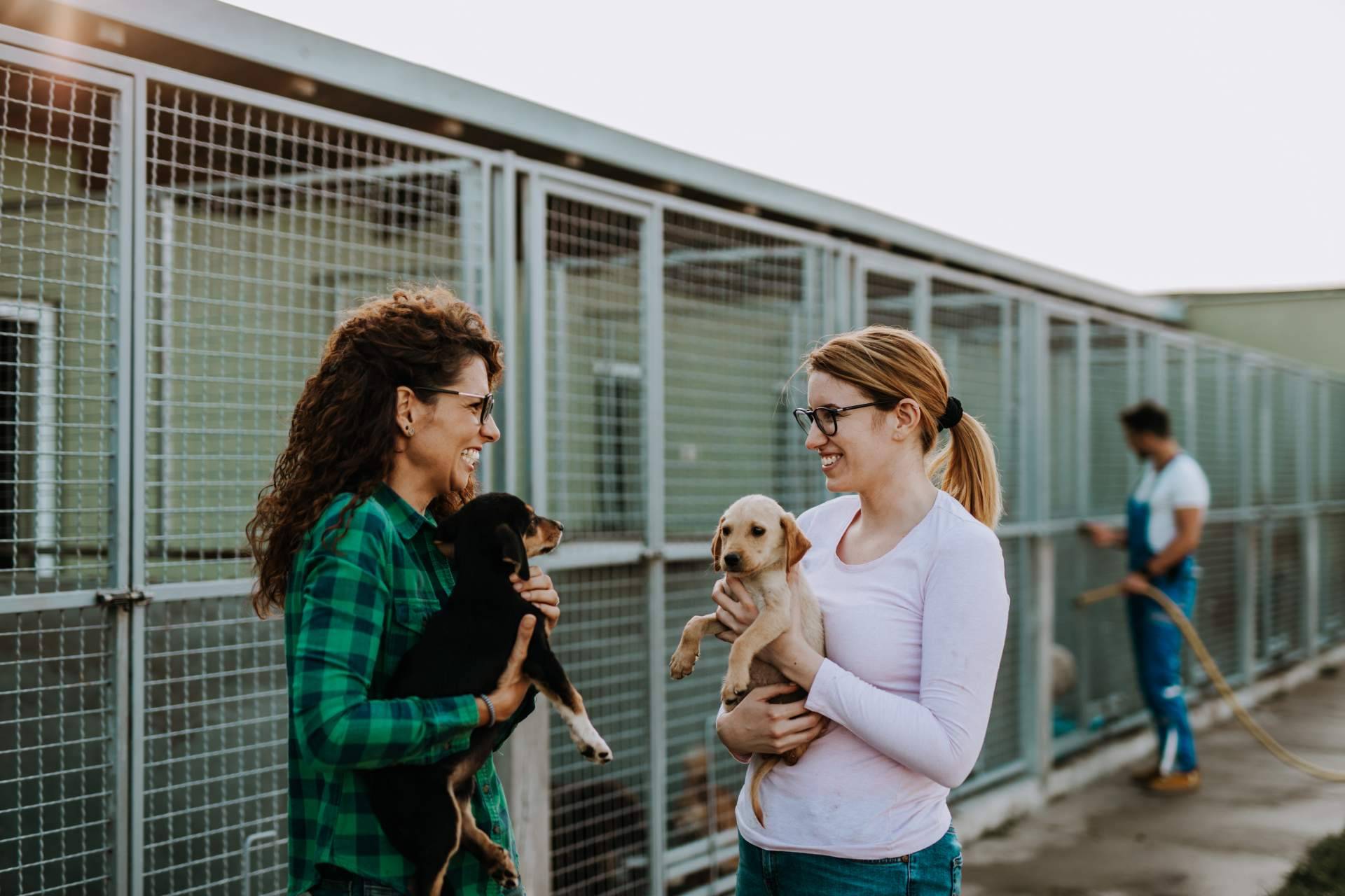 El proyecto Adopta un Animal  permite ayudar a protectoras y asociaciones de animales en Madrid
