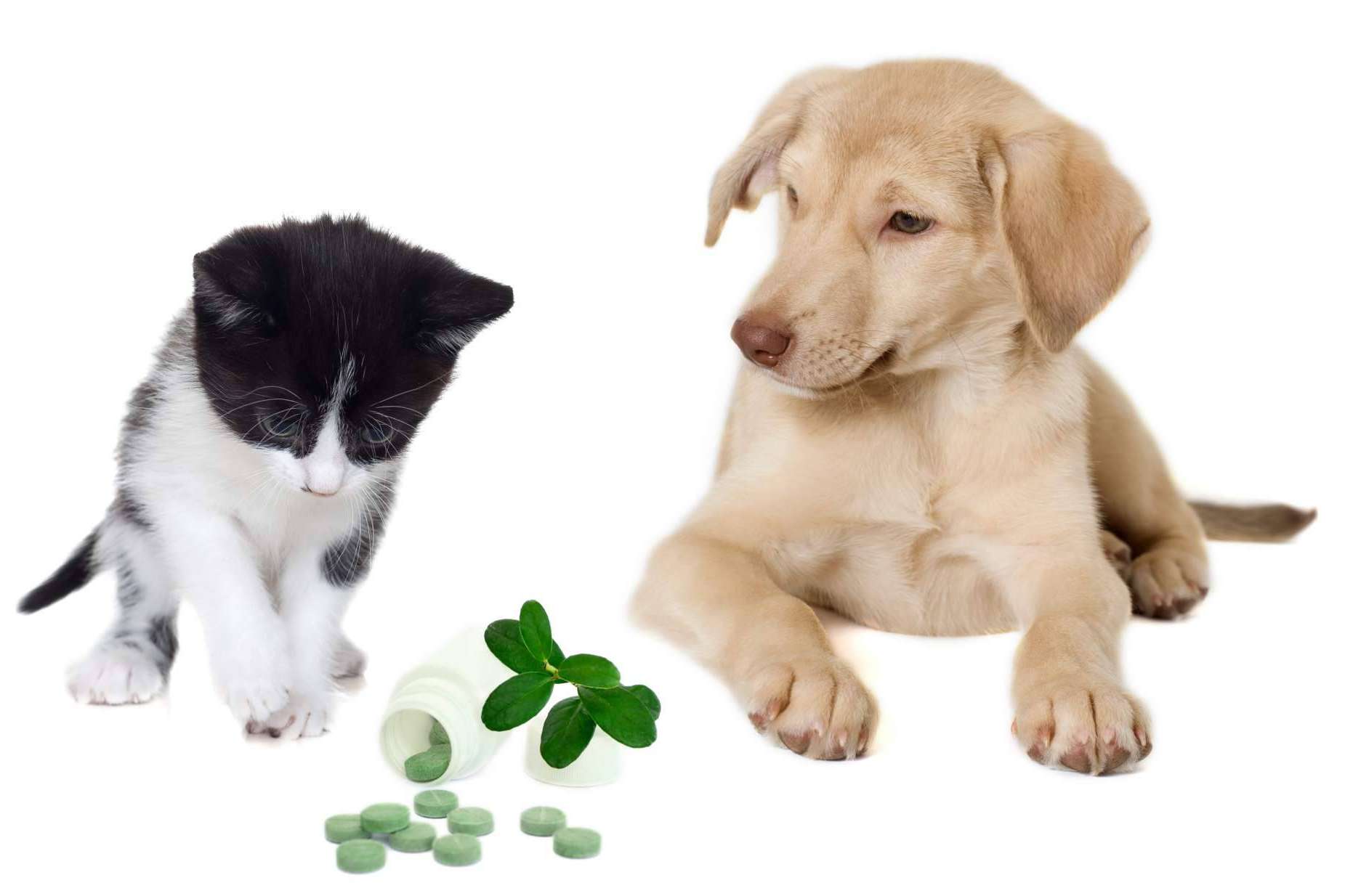 ¿Cuáles son los beneficios de los suplementos para mascotas?, por Mediterranean Superfoods
