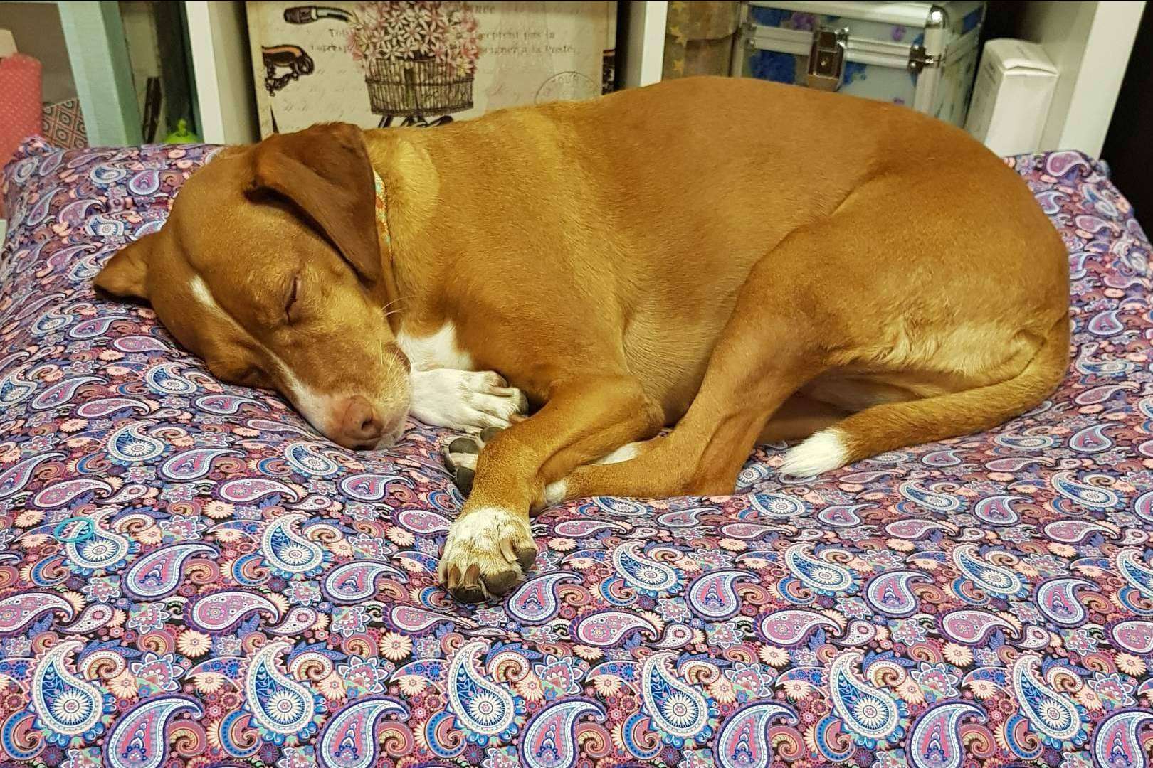 Patitas Barcelona: las camas para mascotas