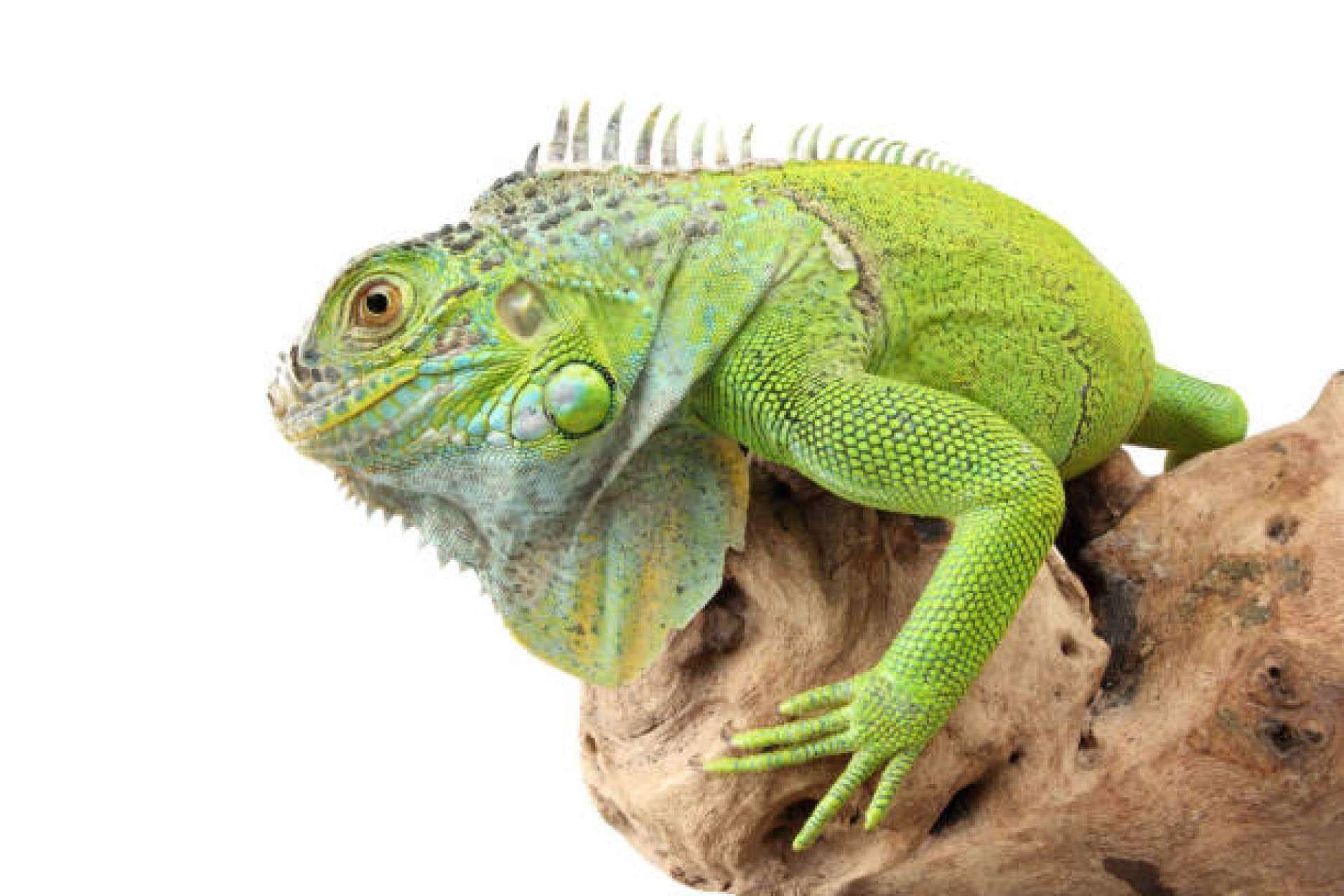 ¿Qué se debe saber a la hora de tener reptiles como mascota?, por Animalzone