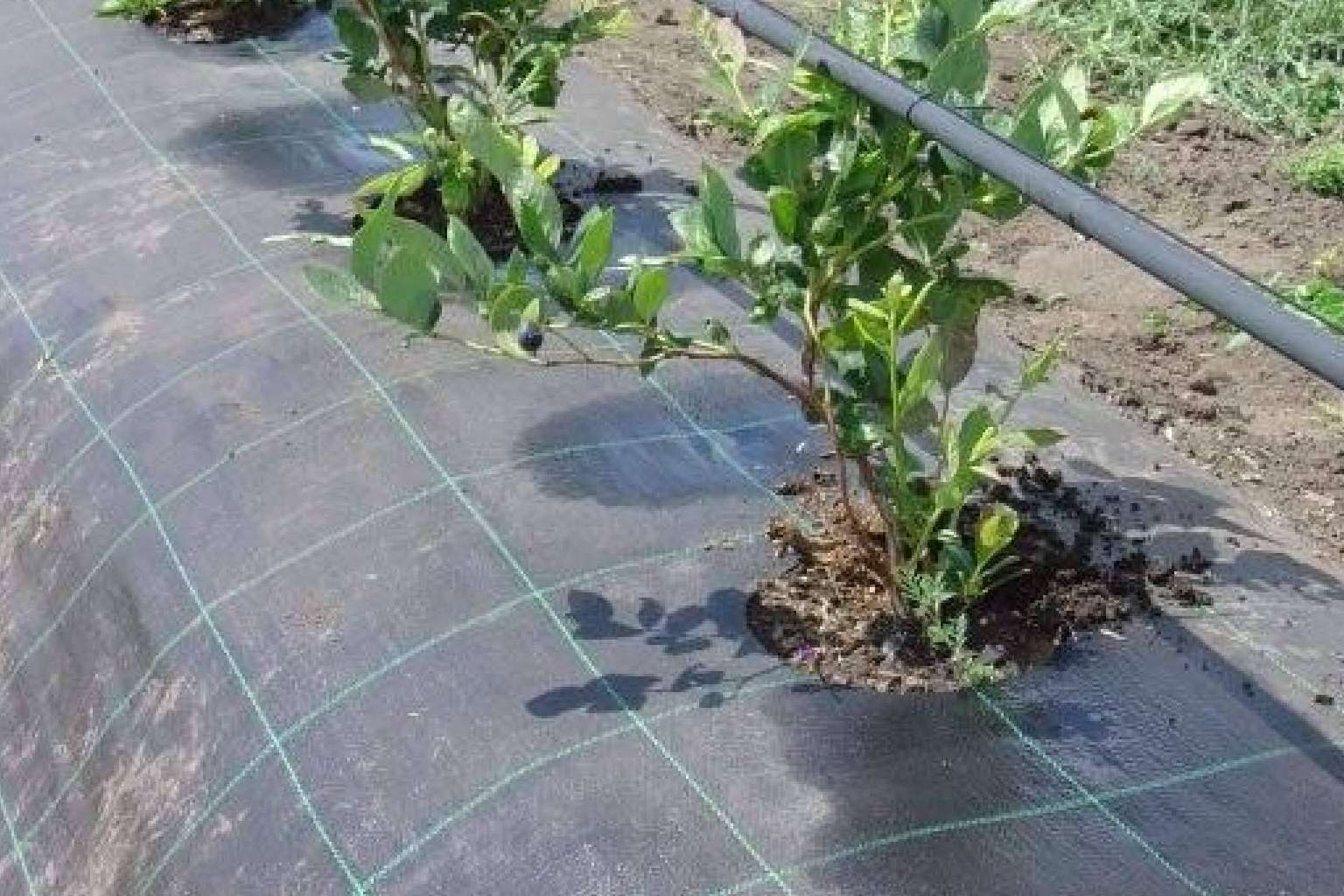 Proteger los cultivos ante temporadas de sequía con los tejidos Agrisoil de la empresa Agralia