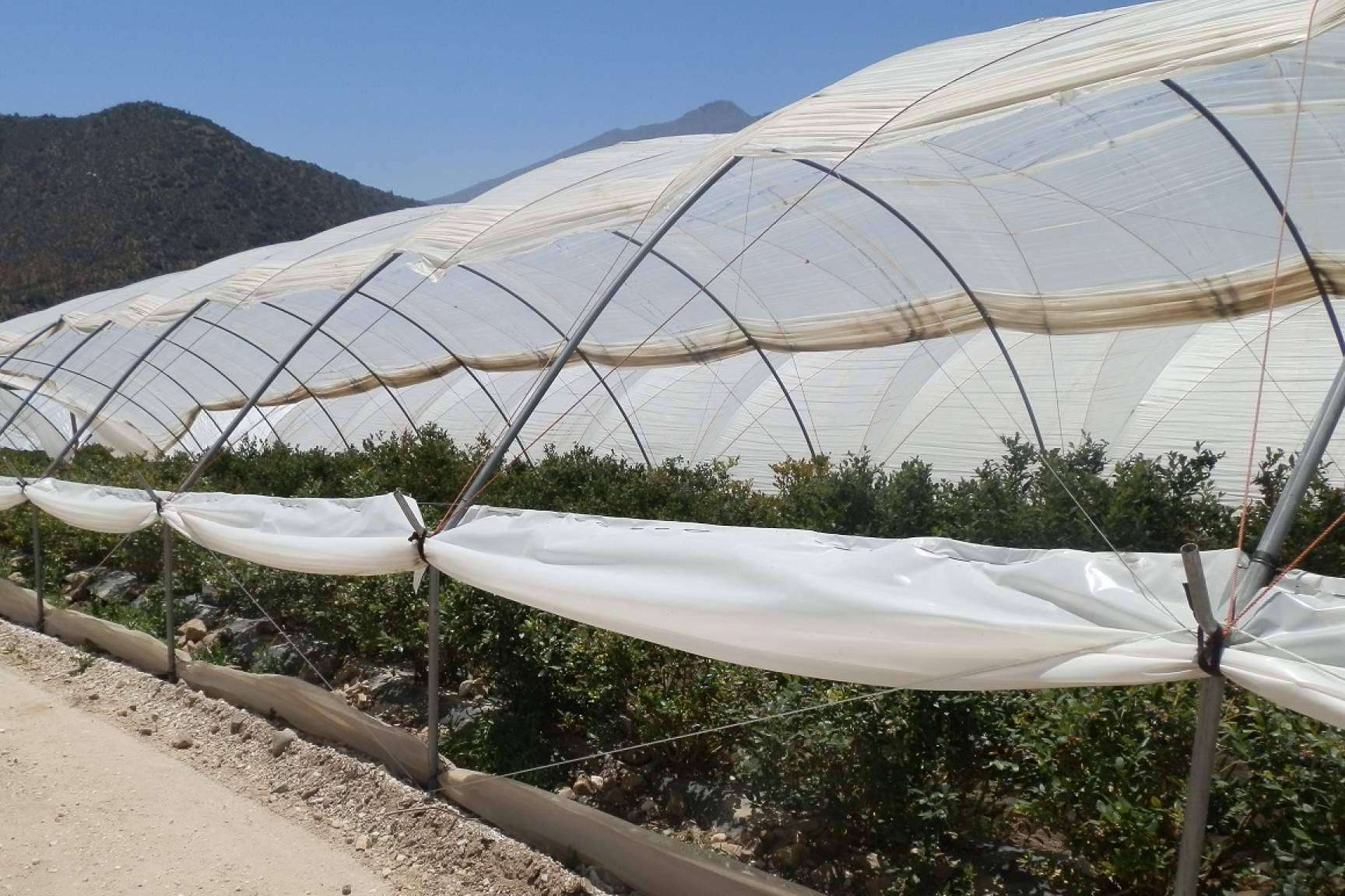 AGRICOVER, el nuevo paquete tecnológico de AGRALIA