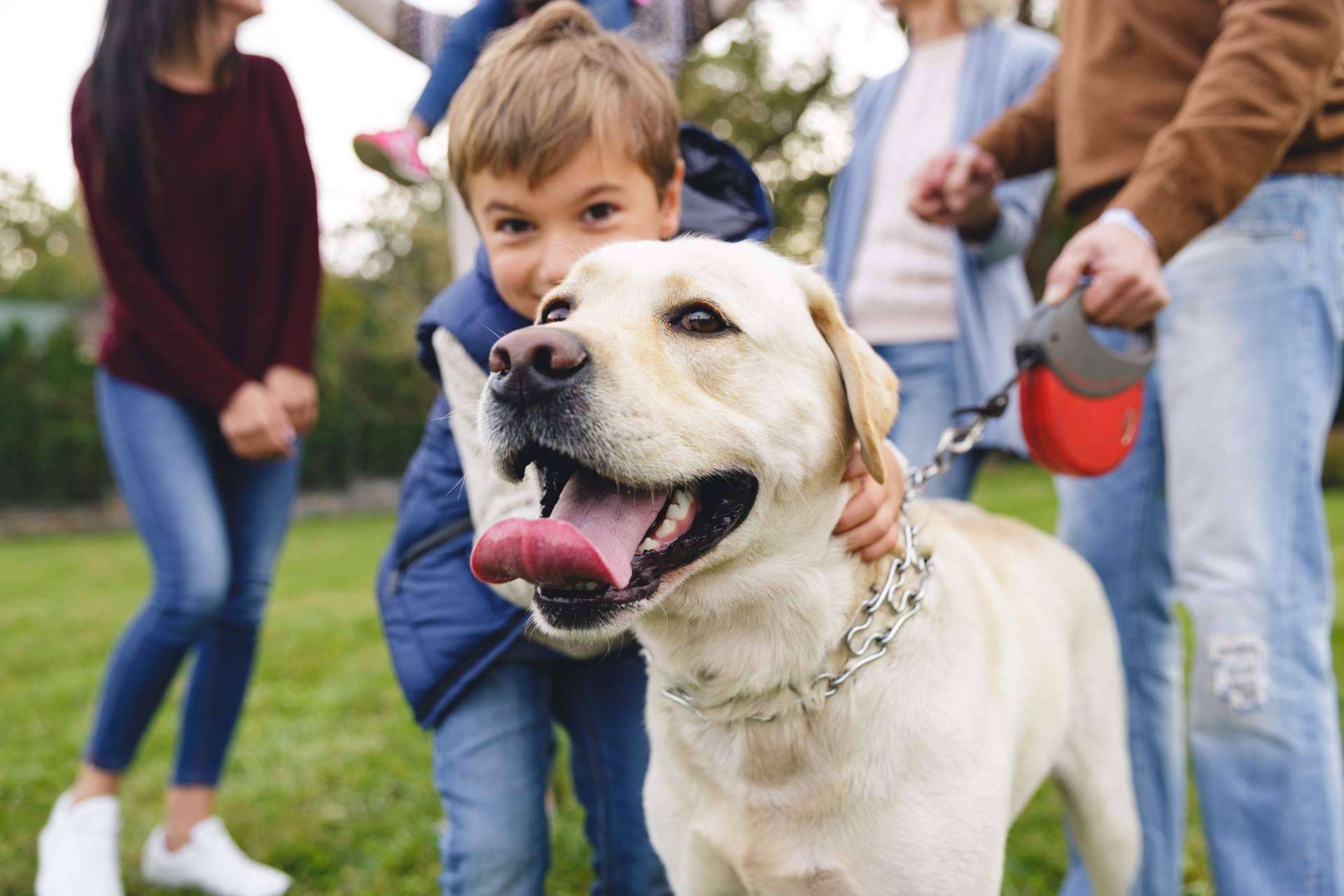Miwuki Pet Shelter, la plataforma para la adopción y apadrinamiento de animales