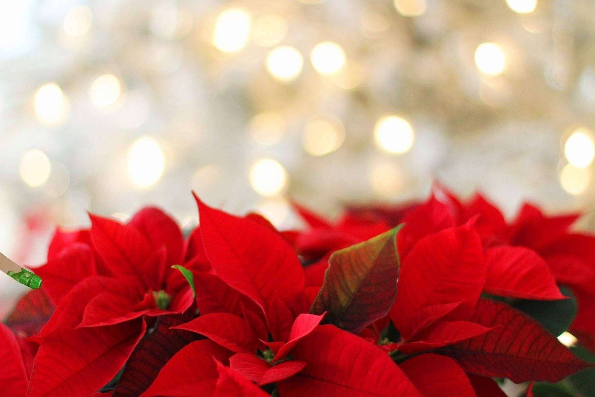 La campaña de Navidad se acerca a las floristerías