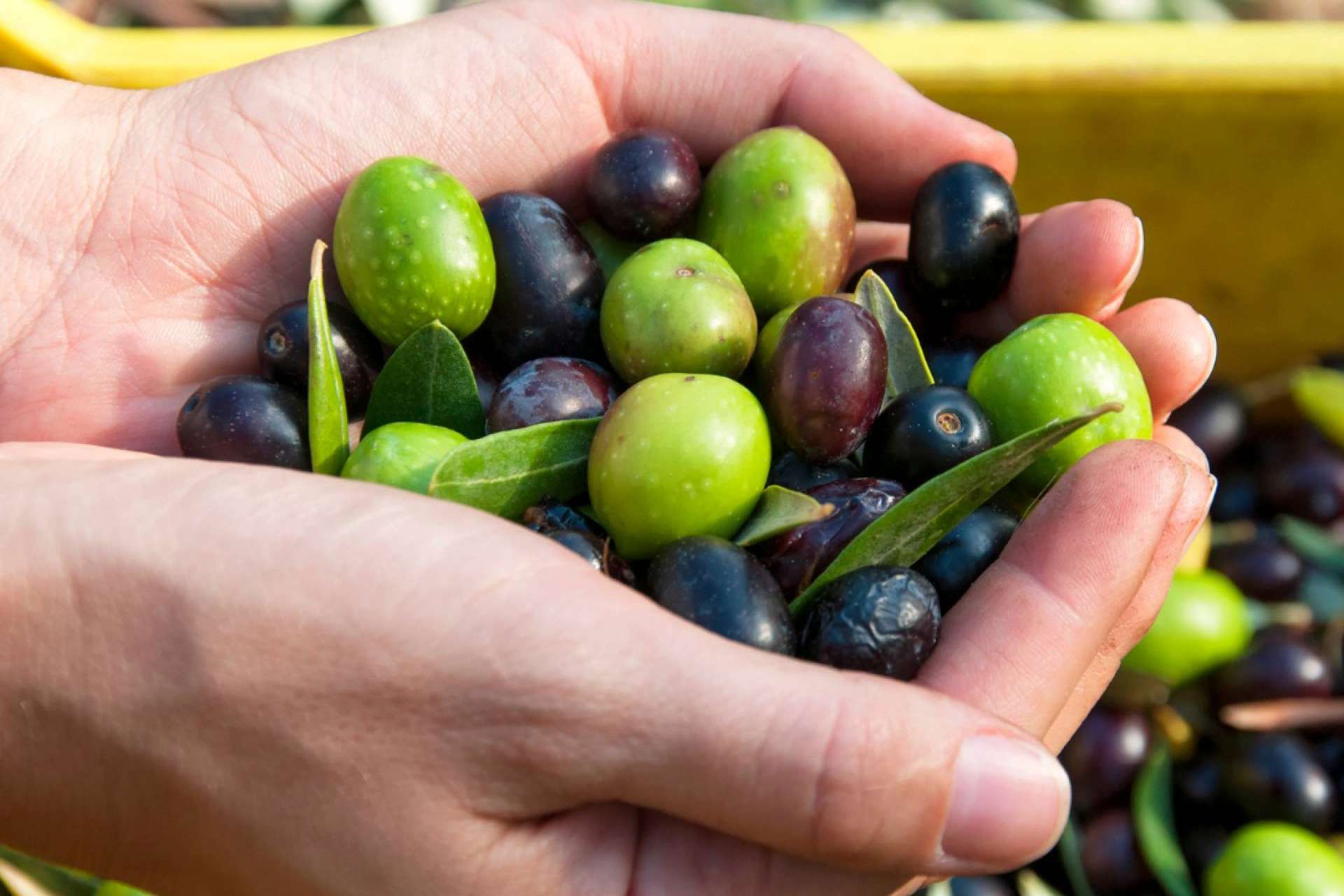 Aceite de oliva, un producto de calidad, resultado de más de 50 años de trayectoria de la cooperativa olivarera Olipaterna