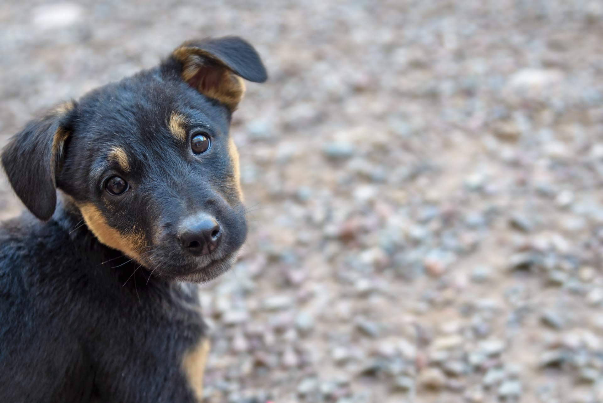 ¿Qué es un buscador de animales en adopción? Adopta Un Animal