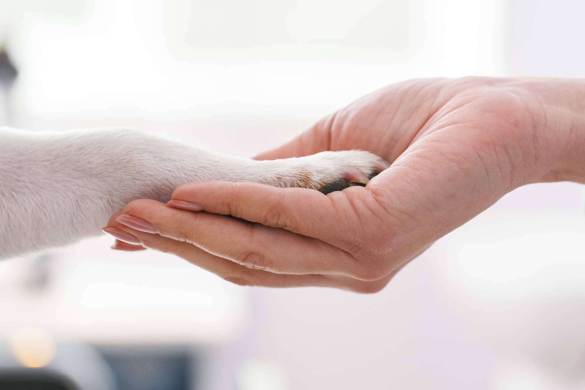 El innovador servicio de veterinario con 1 Click Vet a domicilio las 24 horas del día