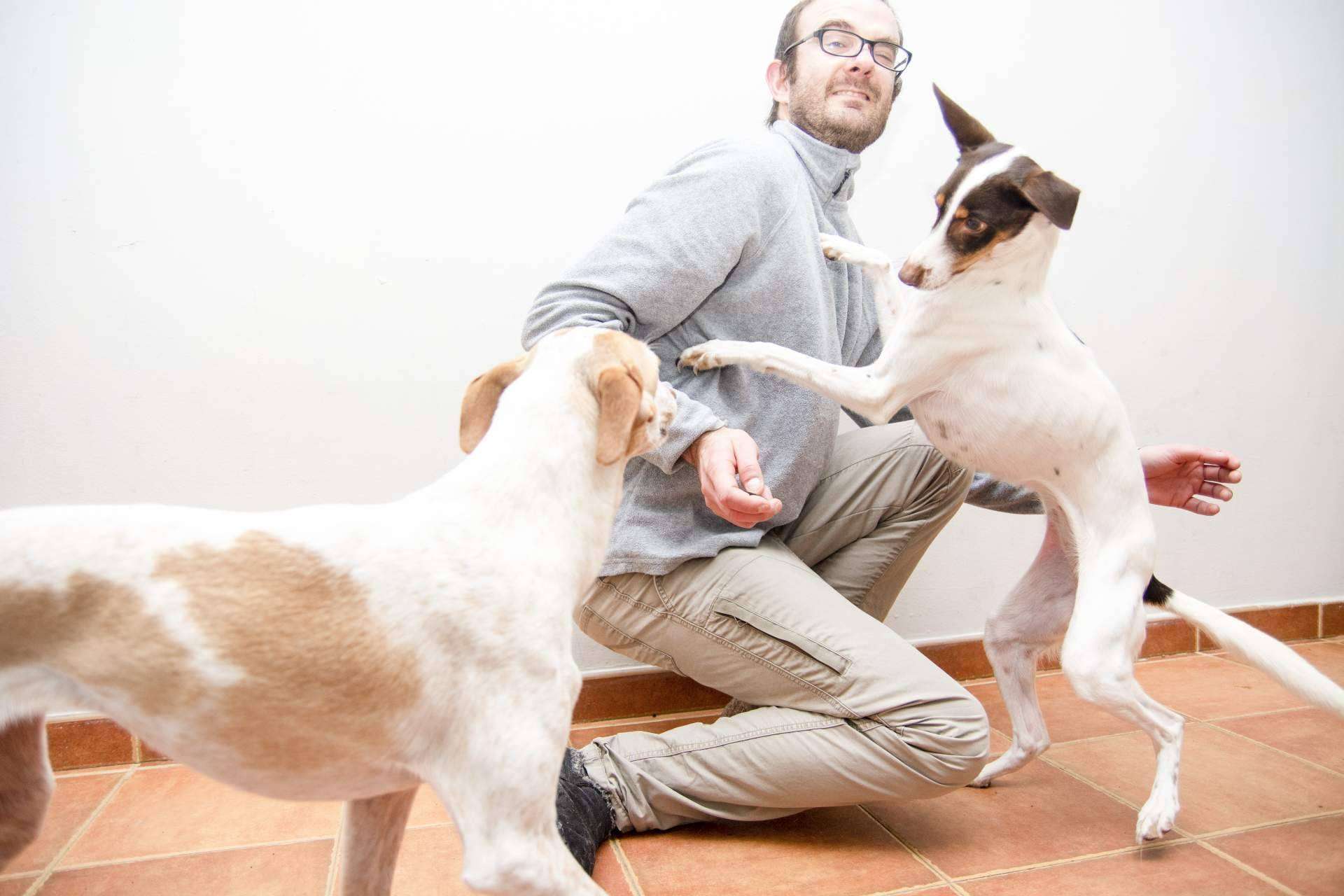 Educación amable y respetuosa para perros, con David Lapido
