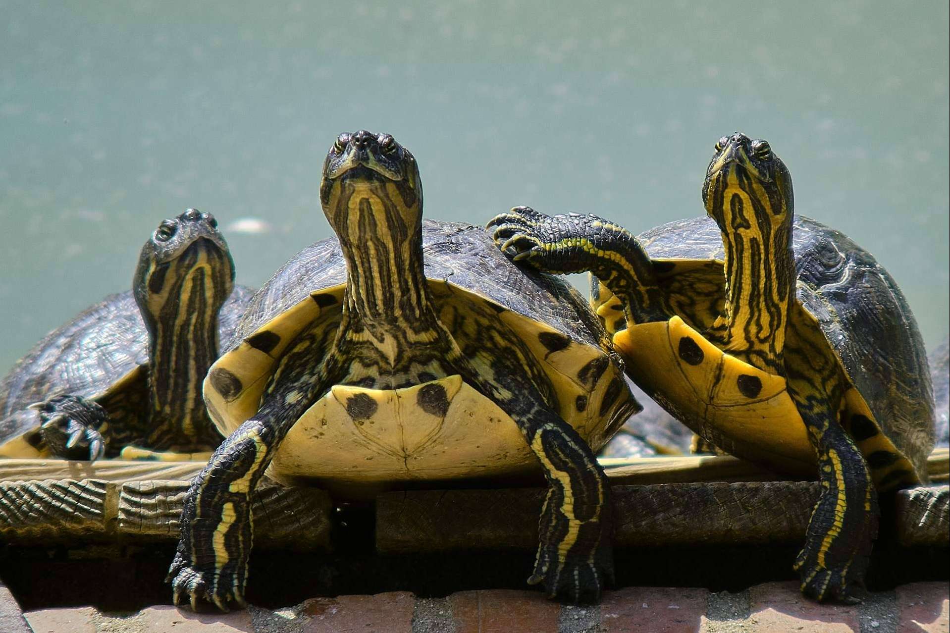 Adoptar un reptil como mascota, ¿es fácil tener un terrario en casa?