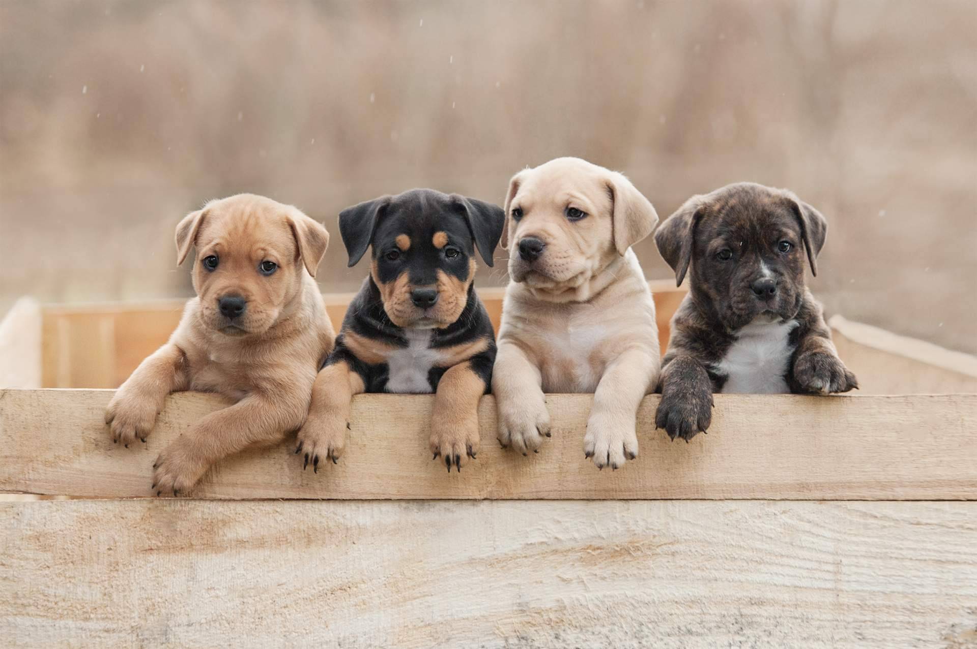 La compra de cachorros en navidades debe de ser controlada y no compulsiva, según afirma 101 Cachorros
