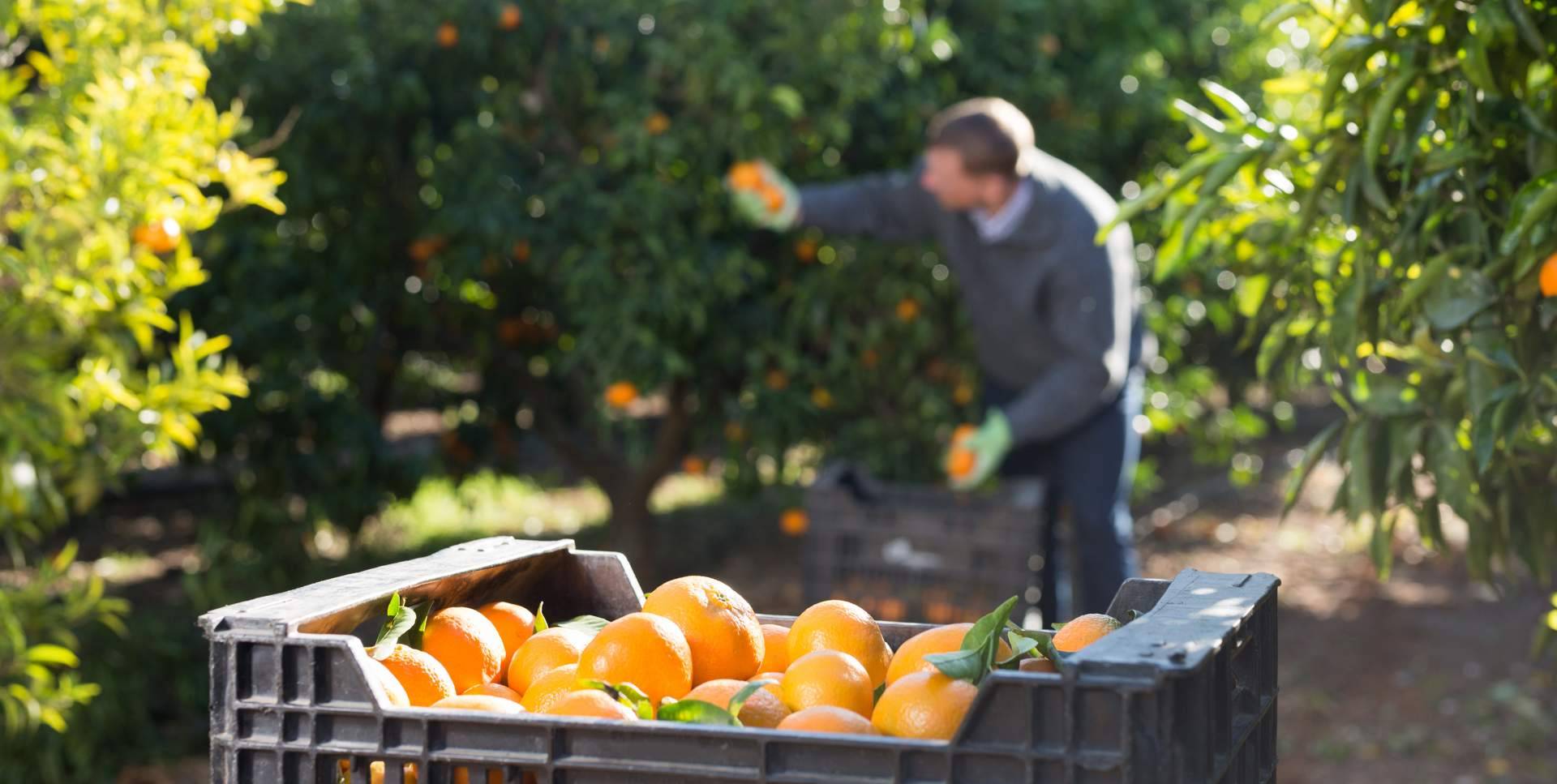 Comprar naranjas directamente al agricultor, en la Finca El Carraixet