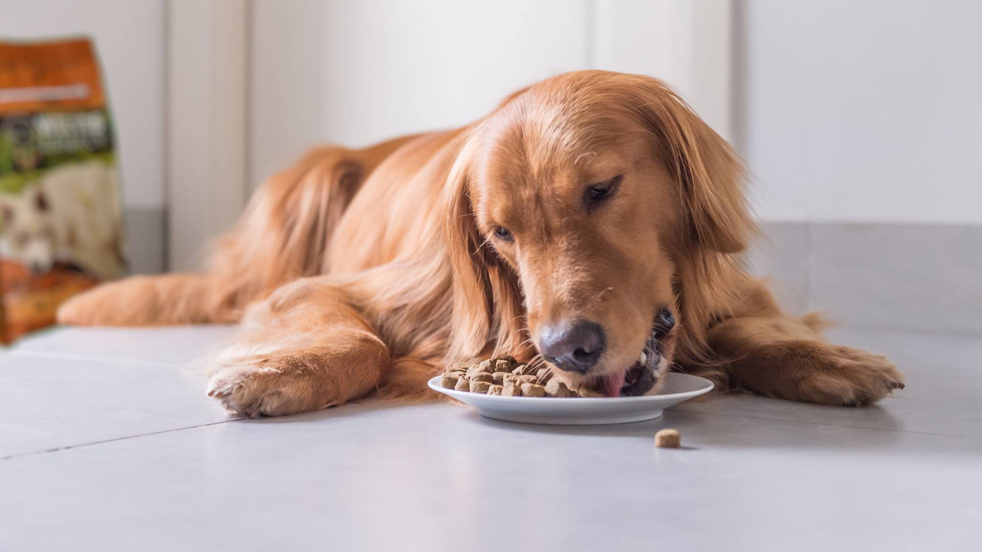 Pienso para perros ¿qué es?