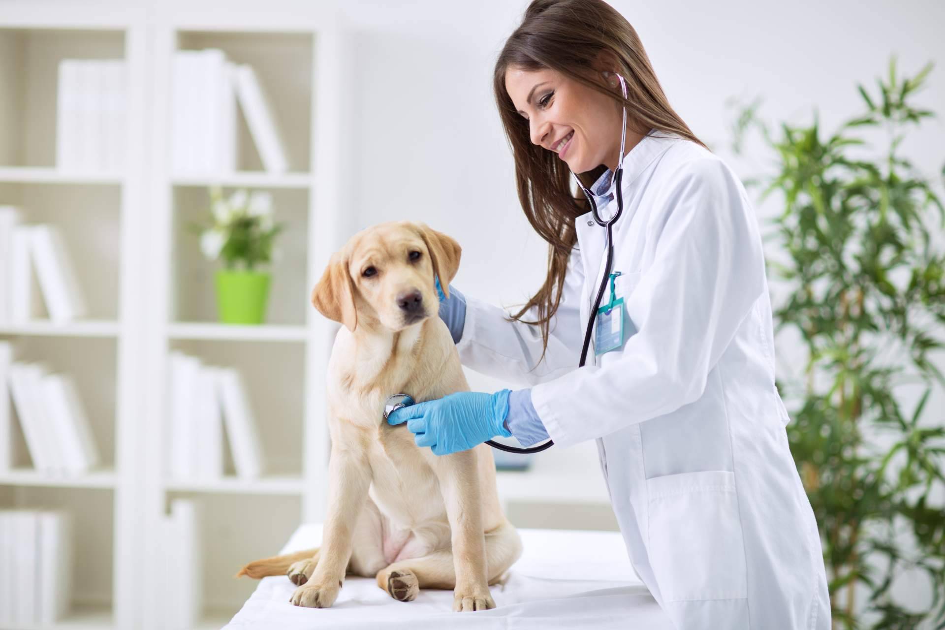 Profesionales veterinarios contrastados forman el equipo de 1 Click Vet