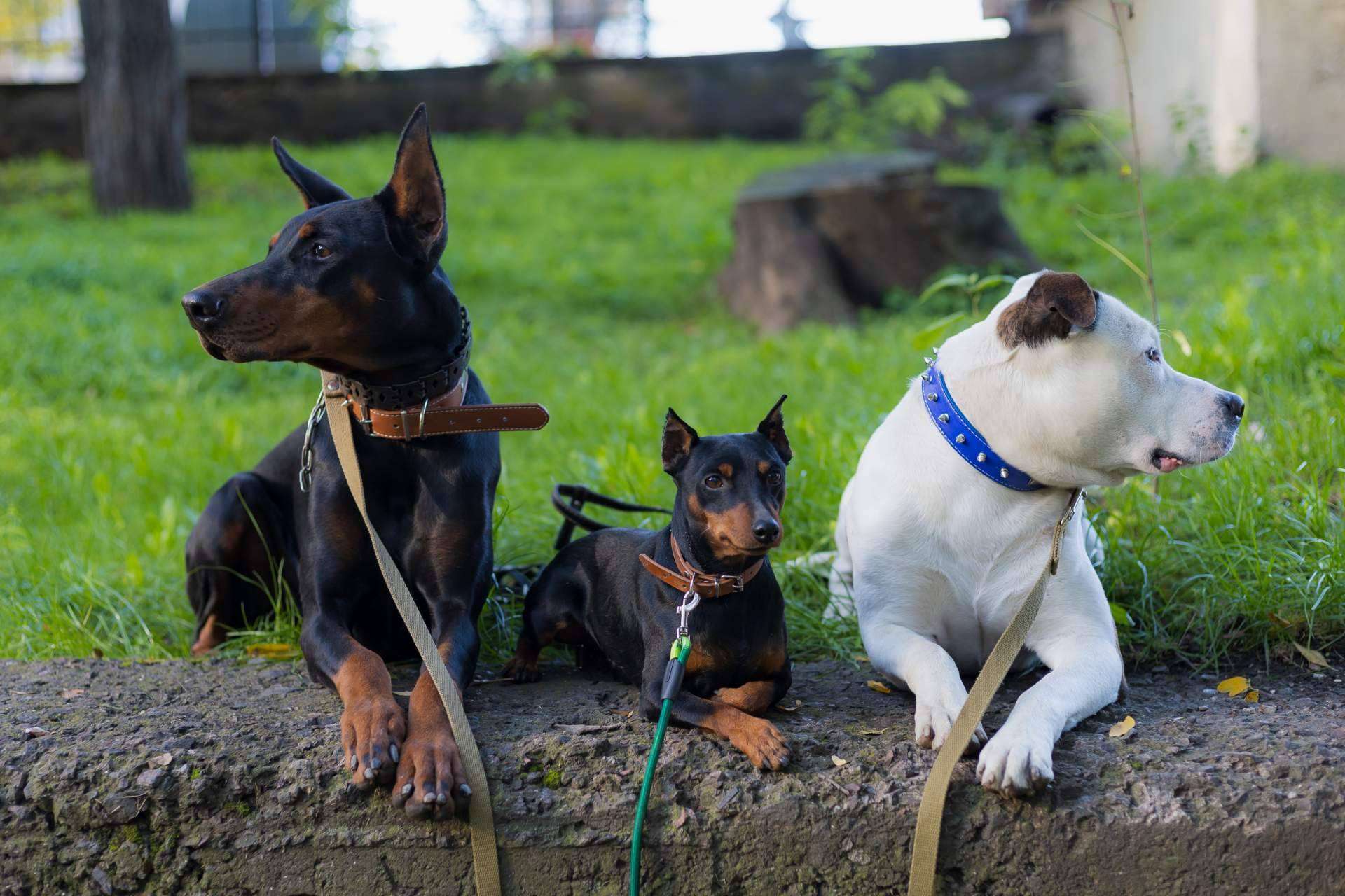Los perros invisibles también necesitan una casa