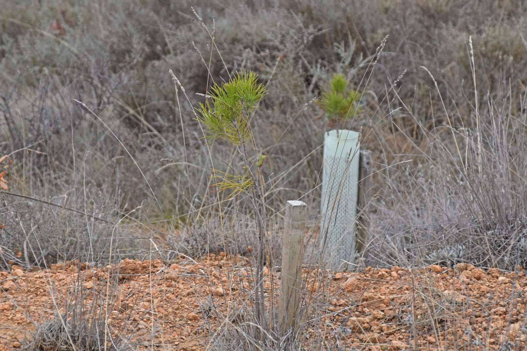 '1 árbol por Ucrania', la campaña que une sostenibilidad y solidaridad