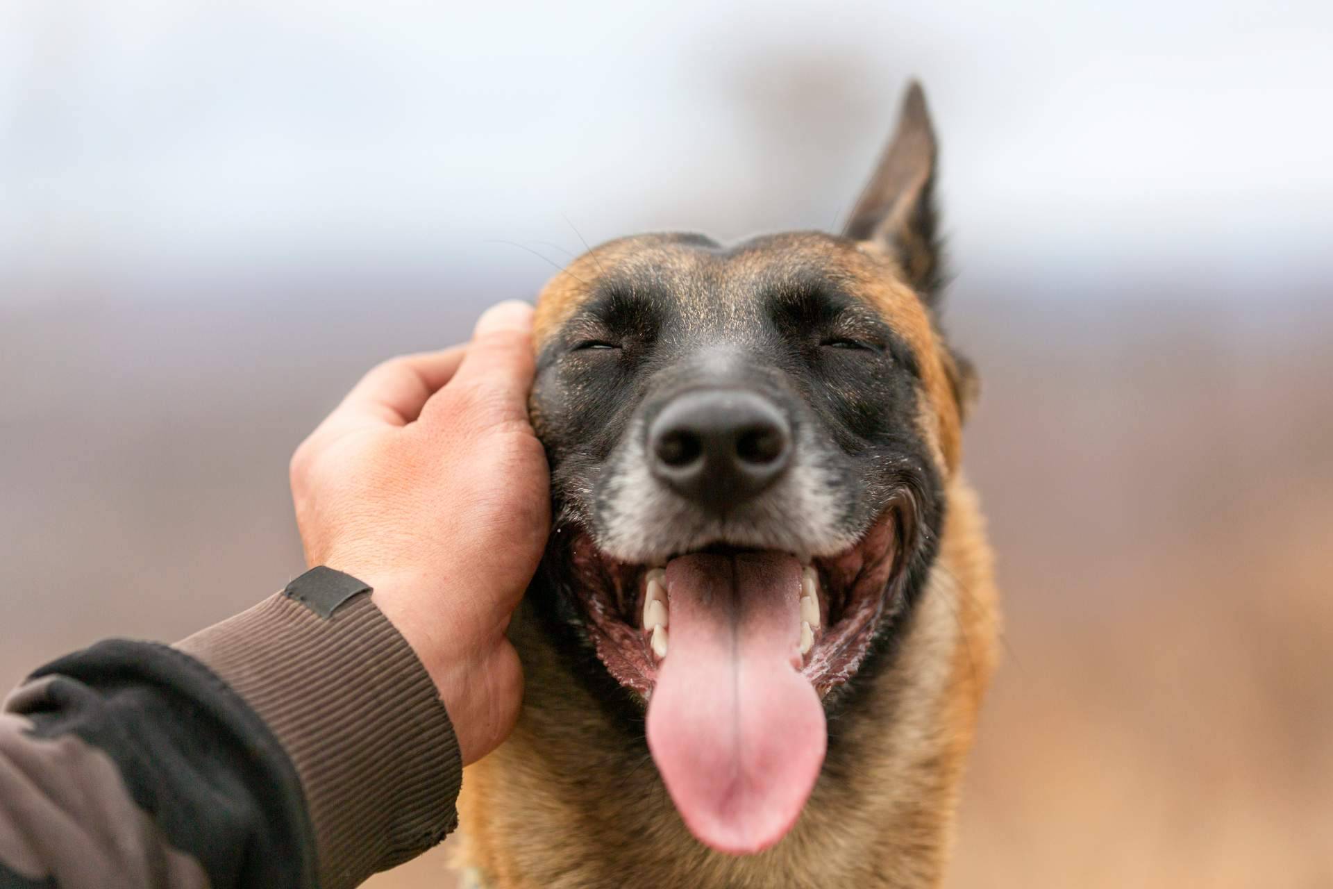 ¿Qué aspectos es importante considerar antes de esterilizar a un perro?