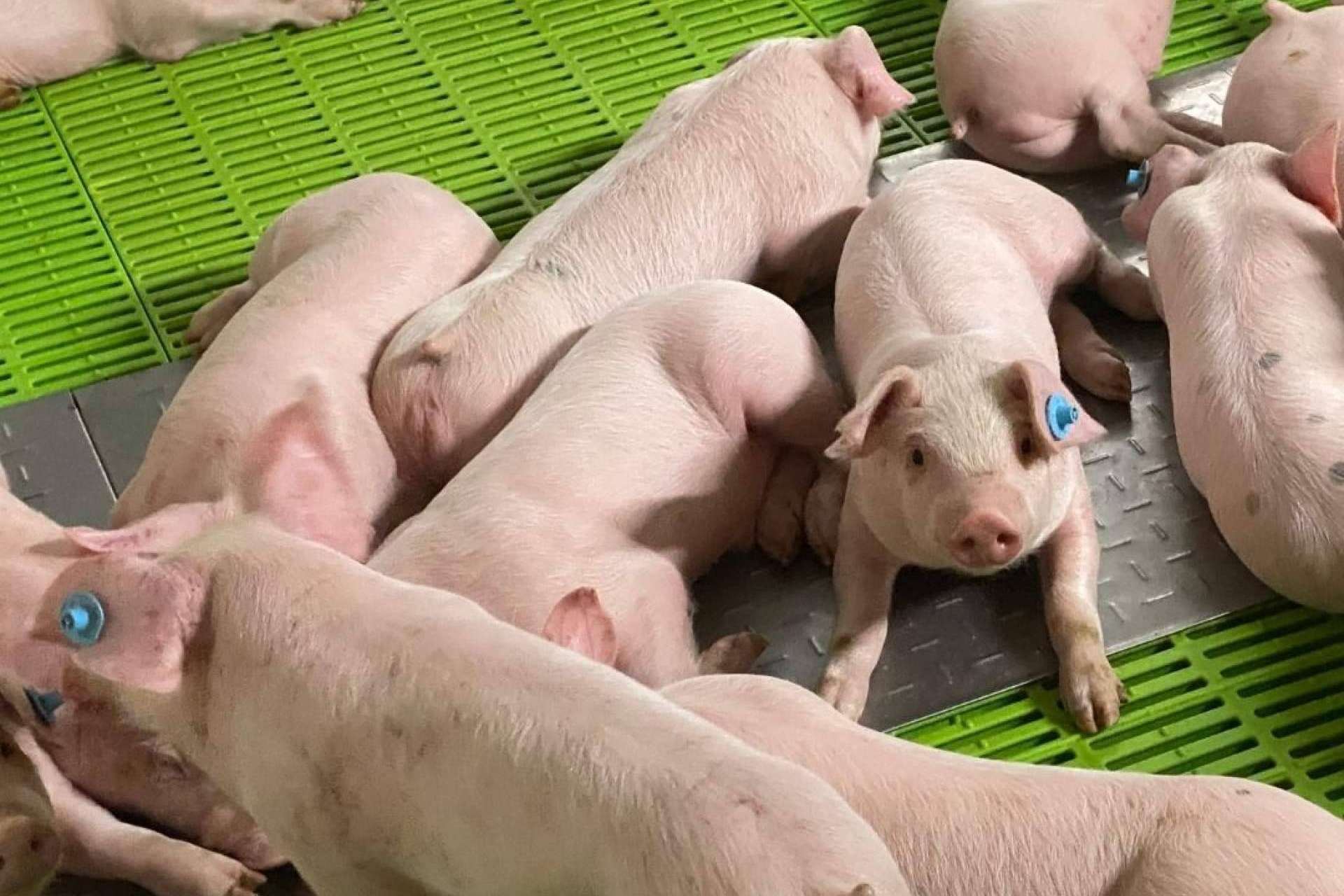 Clima Porcino comercializa exitosamente un aditivo que reduce las emisiones de amoniaco desarrolladas en el purín de las fosas de las granjas
