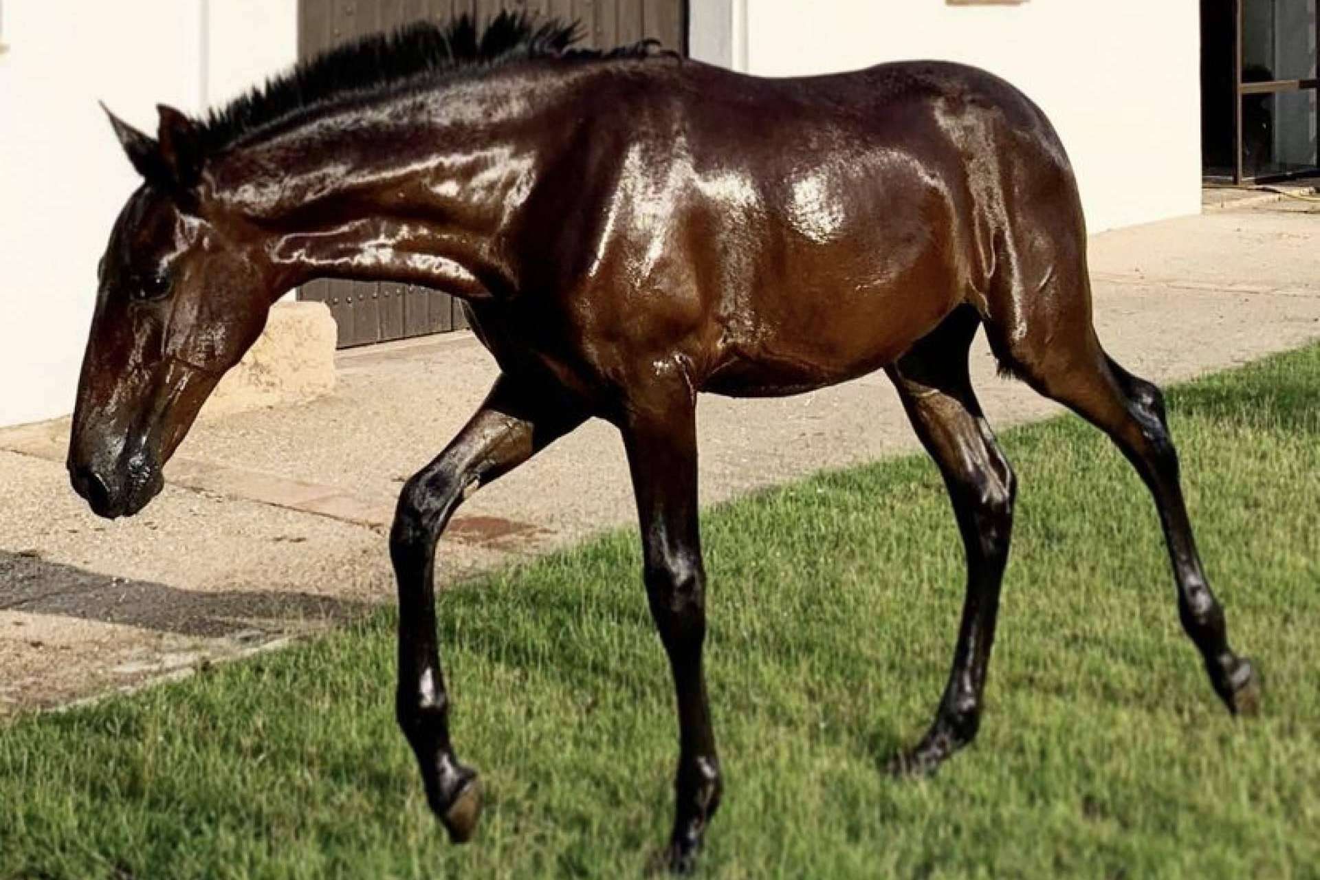 Los caballos PRE en venta de Yeguada La Pajarita, unos animales elegantes y resistentes