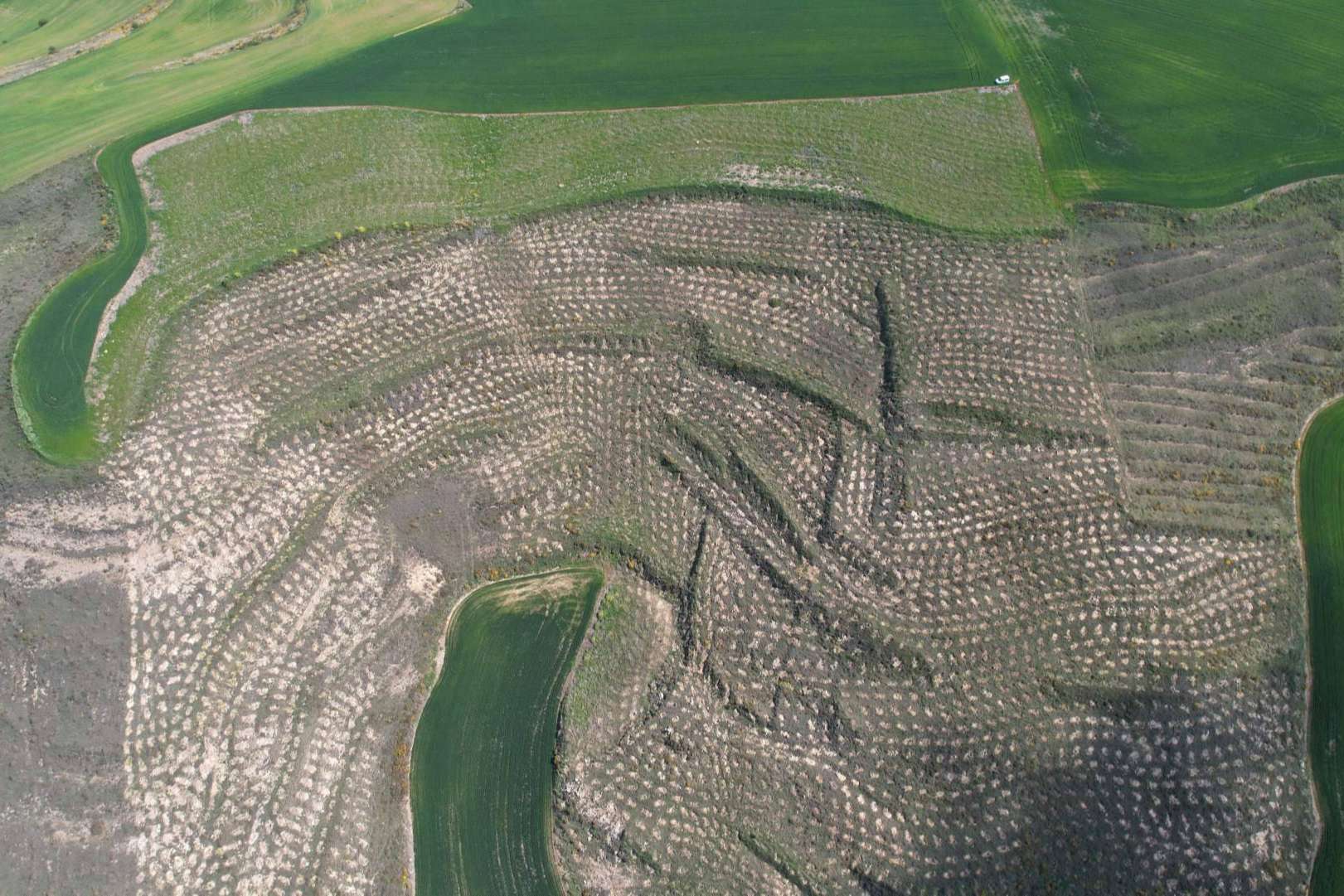Gracias a una plantación forestal en Burgos, Solaria compensa más de 400 toneladas de CO2