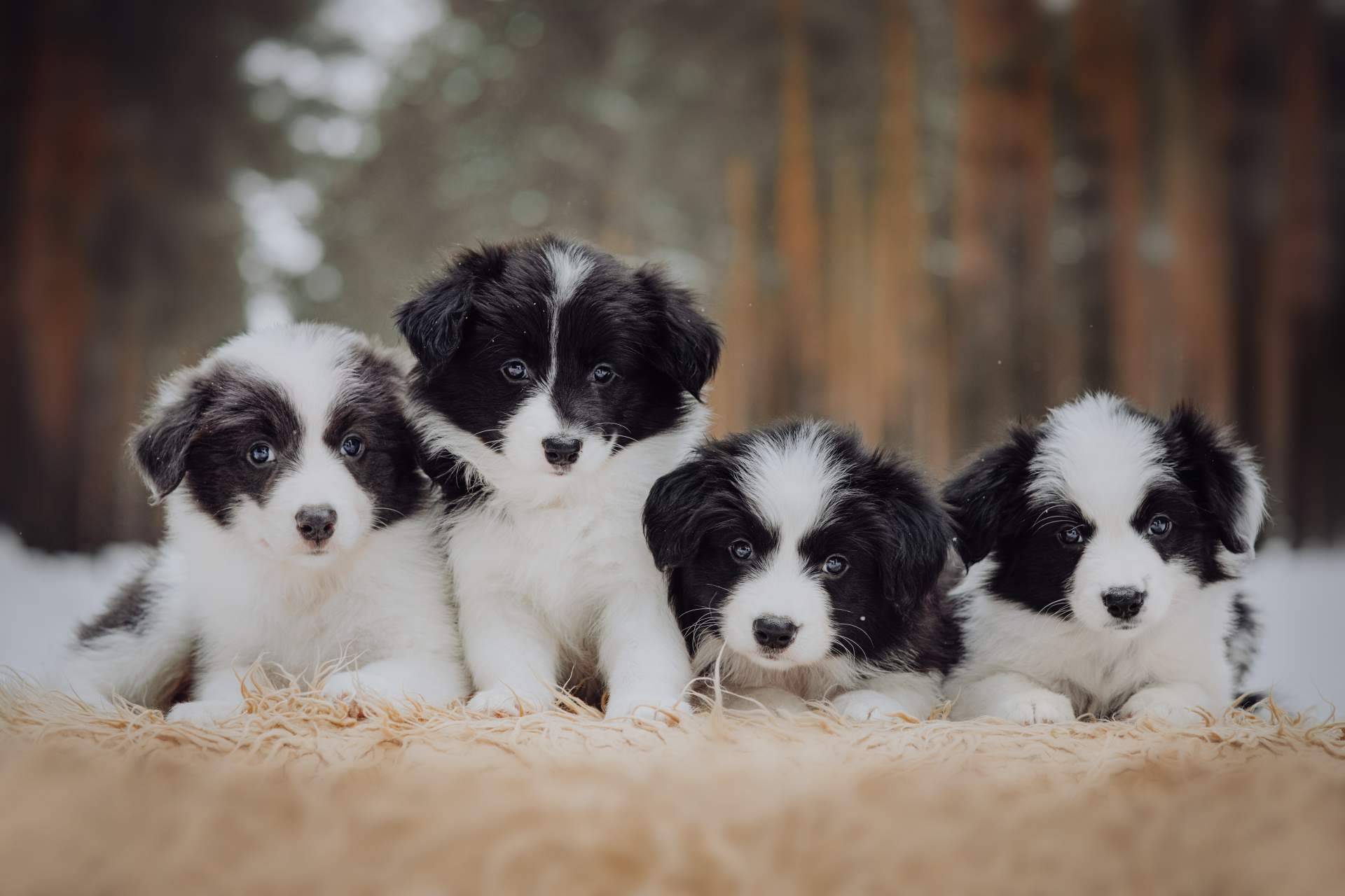 Qué es el pedigree y cuál es su función, por Cachorros del Valle