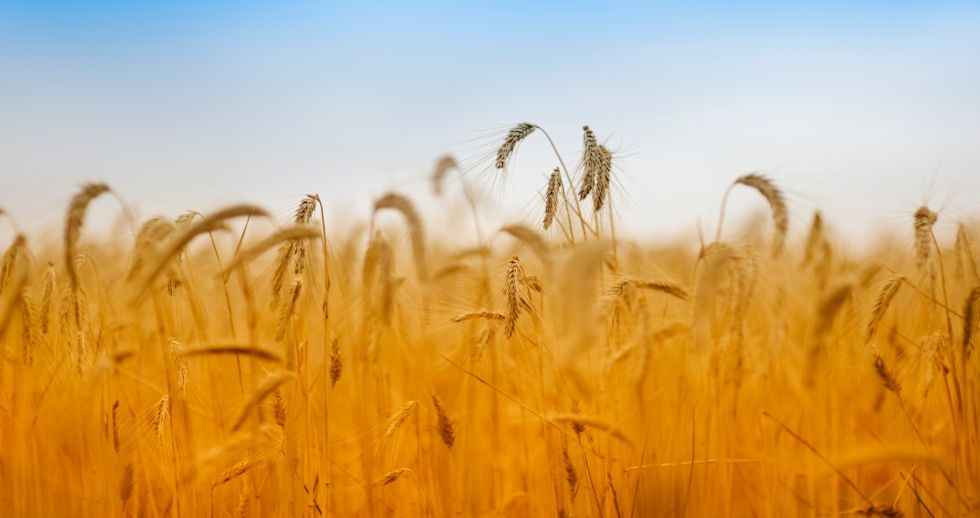Aumenta el crédito a las actividades agrícolas, ganaderas y pesqueras en el 2021