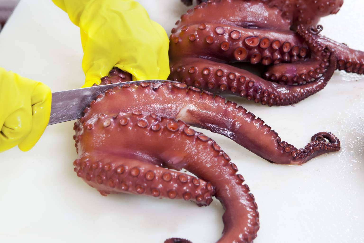 Mariscos Apolo, el lugar donde comprar marisco congelado y de buena calidad