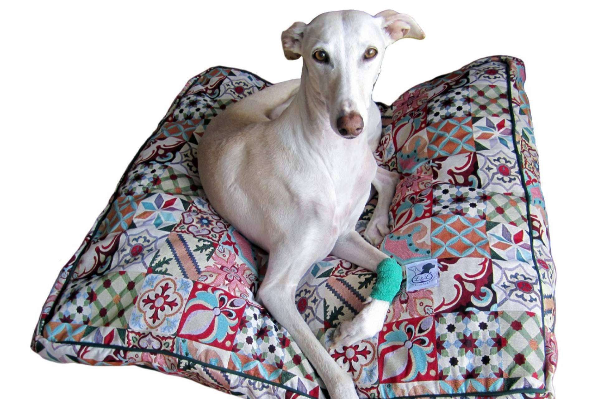Los accesorios y ropa para galgo de Lucas & Lola
