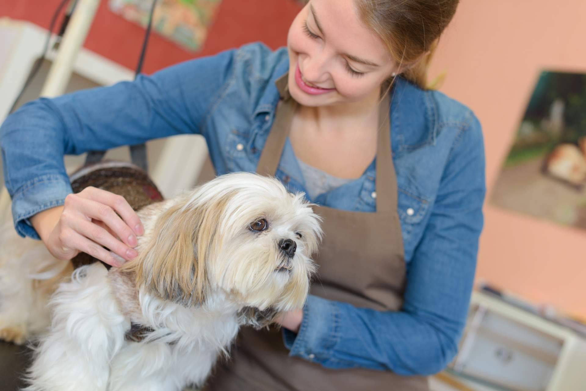 ¿Qué enseñan en los cursos auxiliar veterinaria de VetFormación?