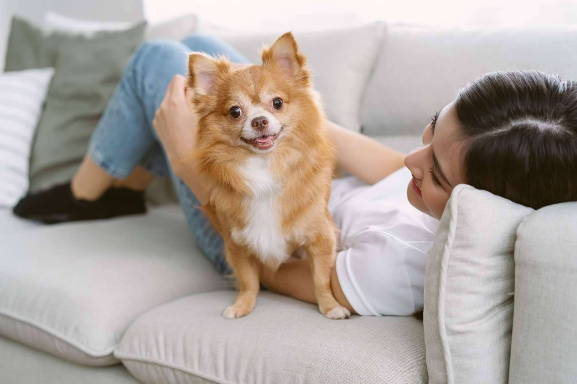 Cuáles son algunas características de los chihuahuas, por Cachorros del Valle