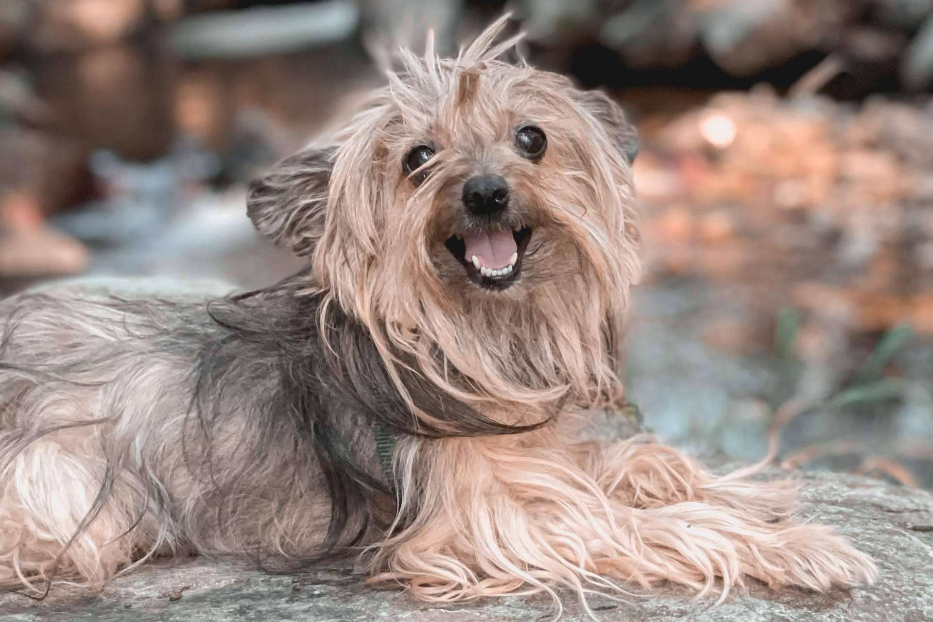 Ulises y Argos presenta todo lo necesario para educar a un cachorro