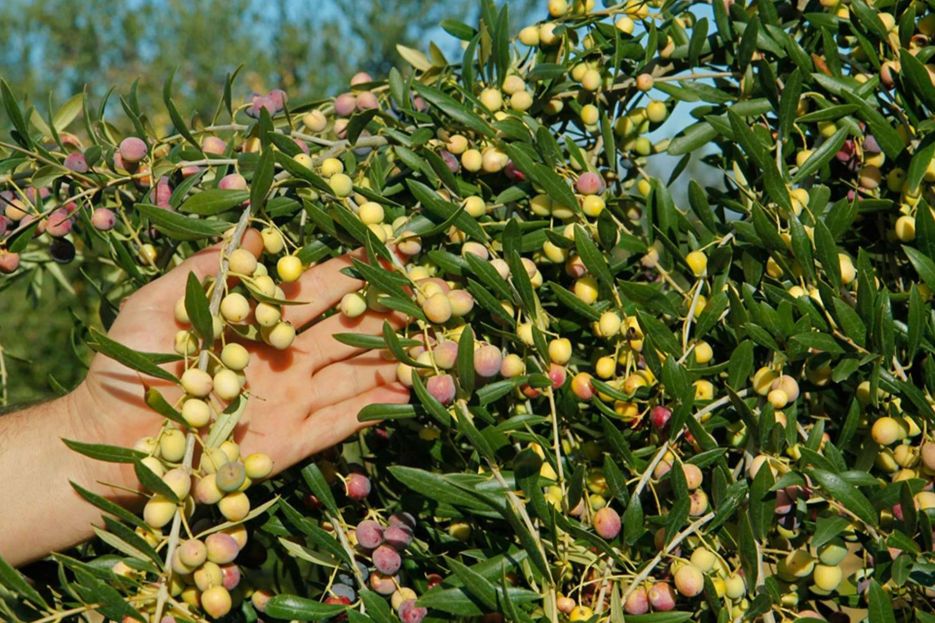 La salud y las aceitunas arbequinas
