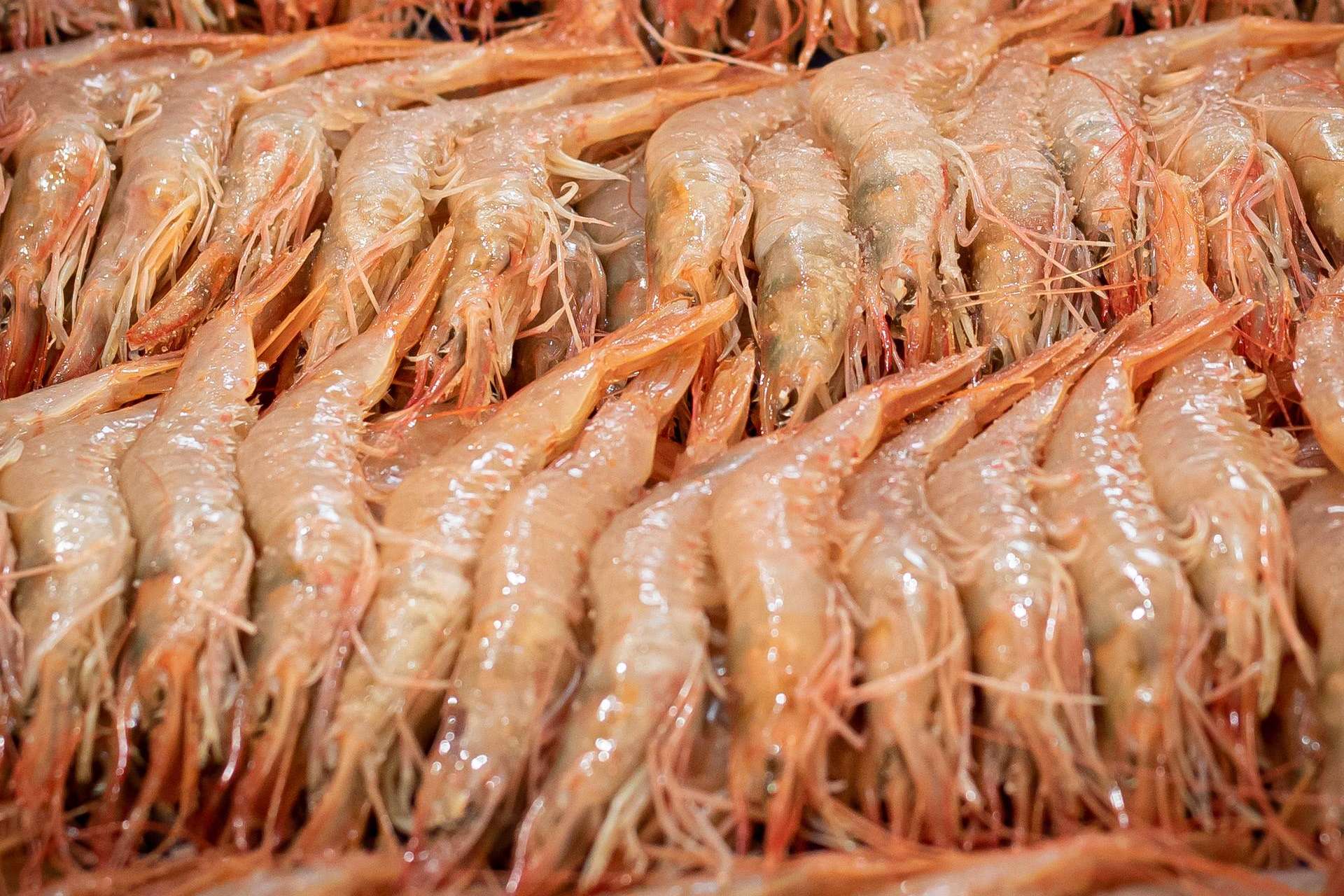 La empresa Lonja de Ayamonte es muy reconocida en la venta de la Gamba Blanca de Huelva