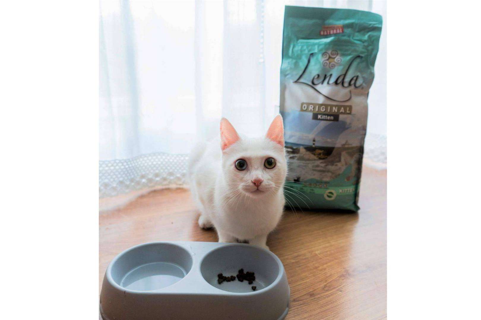 Lenda permite cuidar de la salud de los gatos con Lenda Kitten
