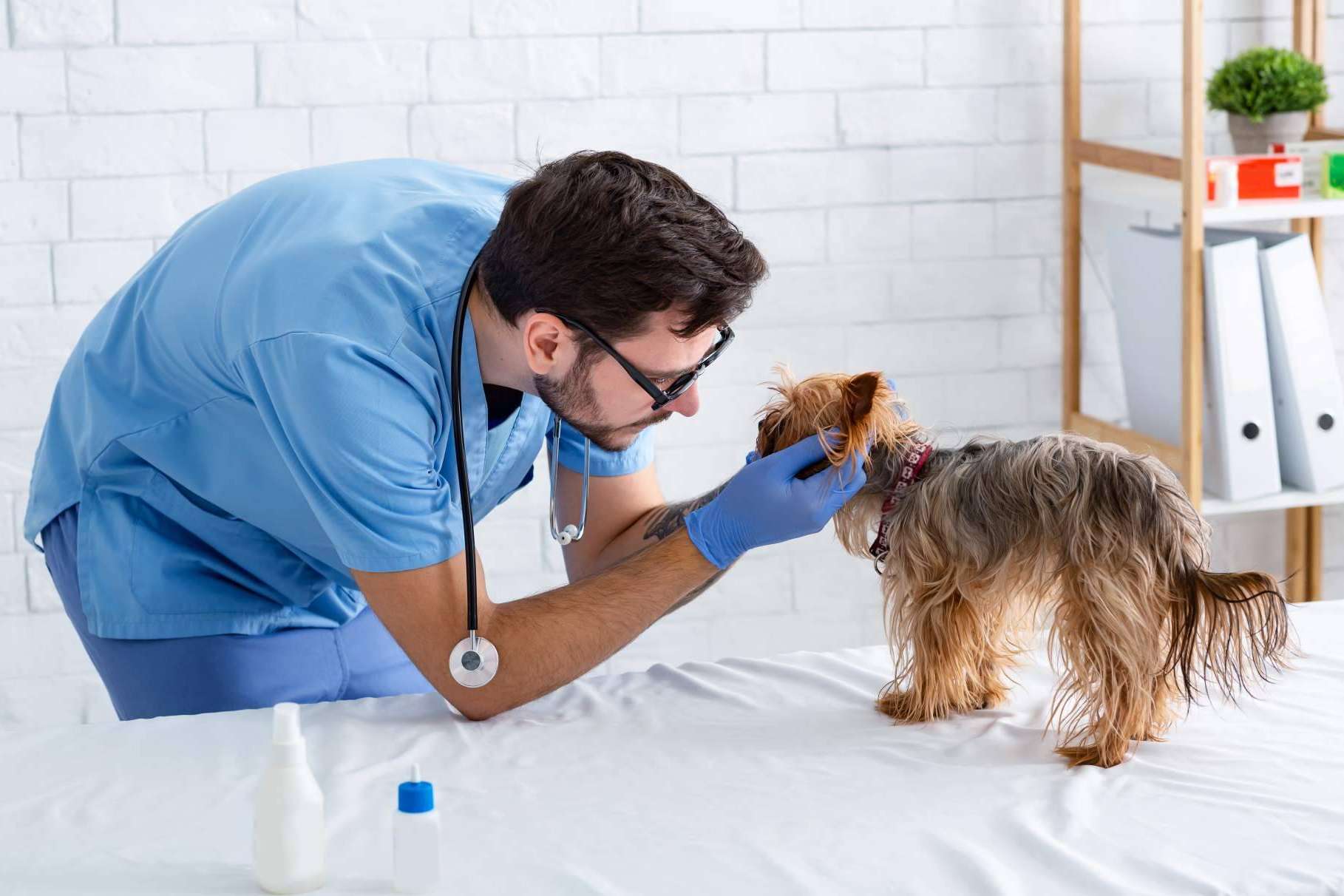 ¿Hace falta el bachillerato para ser auxiliar veterinario? Vetformación tiene la respuesta