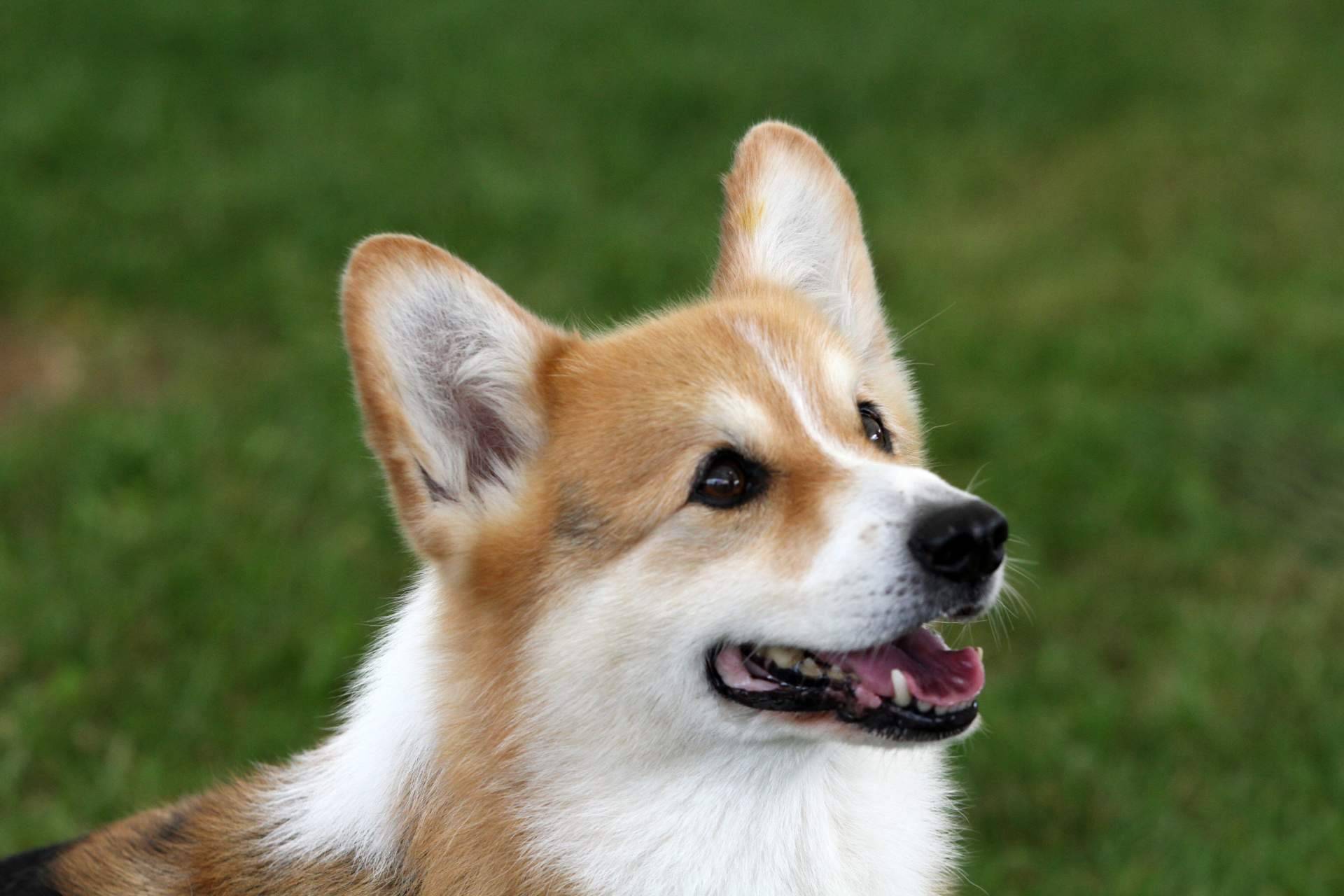 ¿En qué consiste el Derecho Animal?